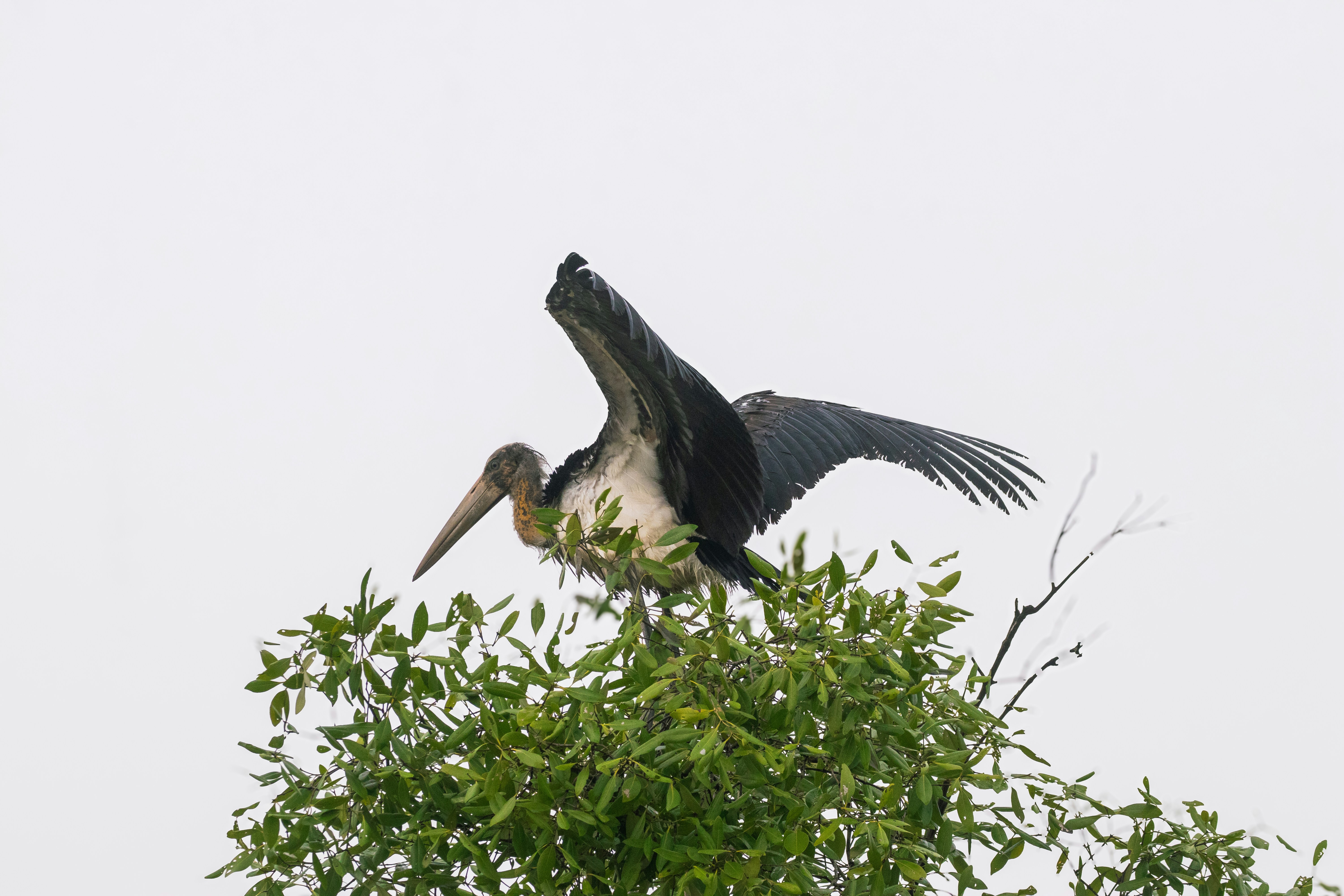 Photo by shilabhijit