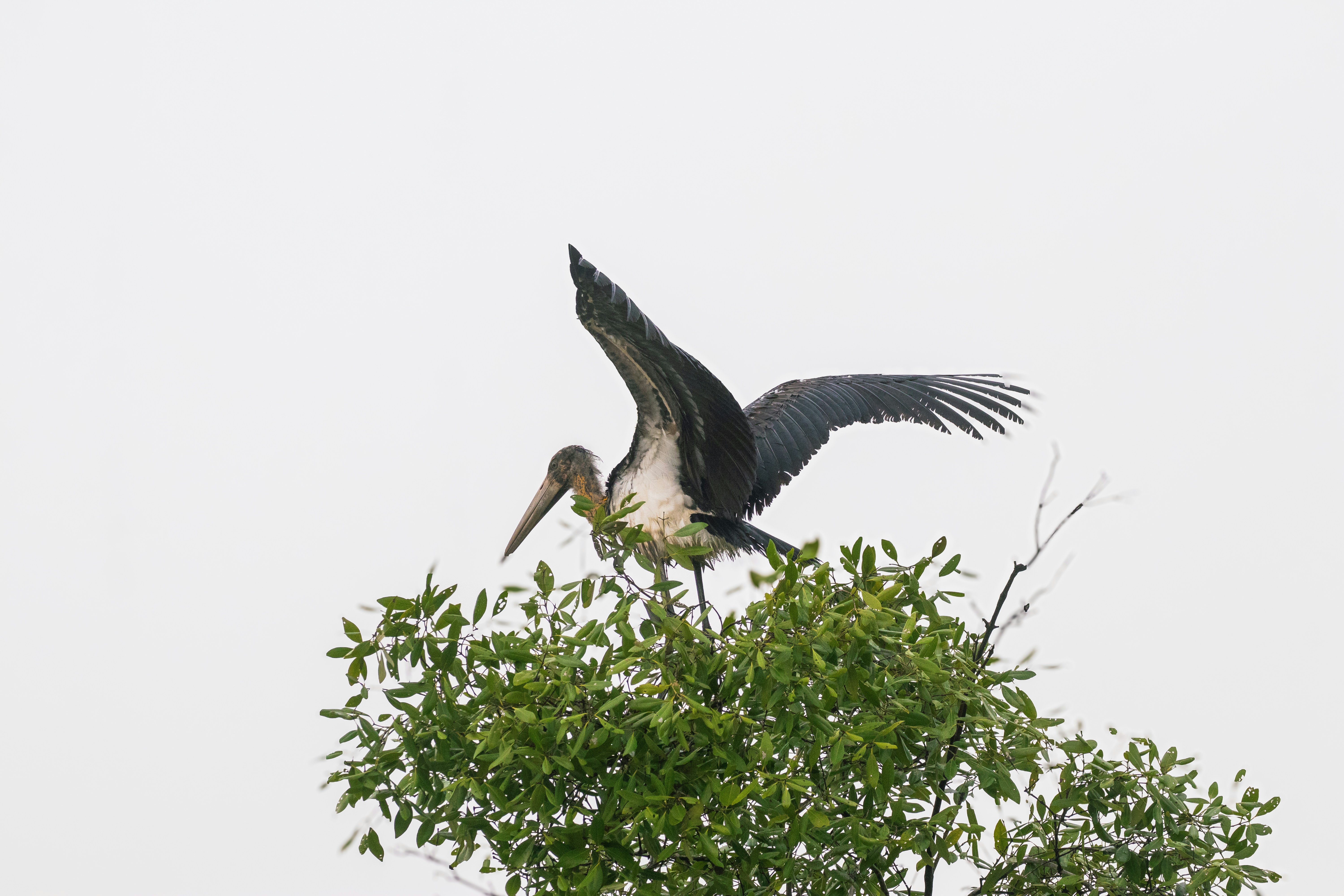 Photo by shilabhijit