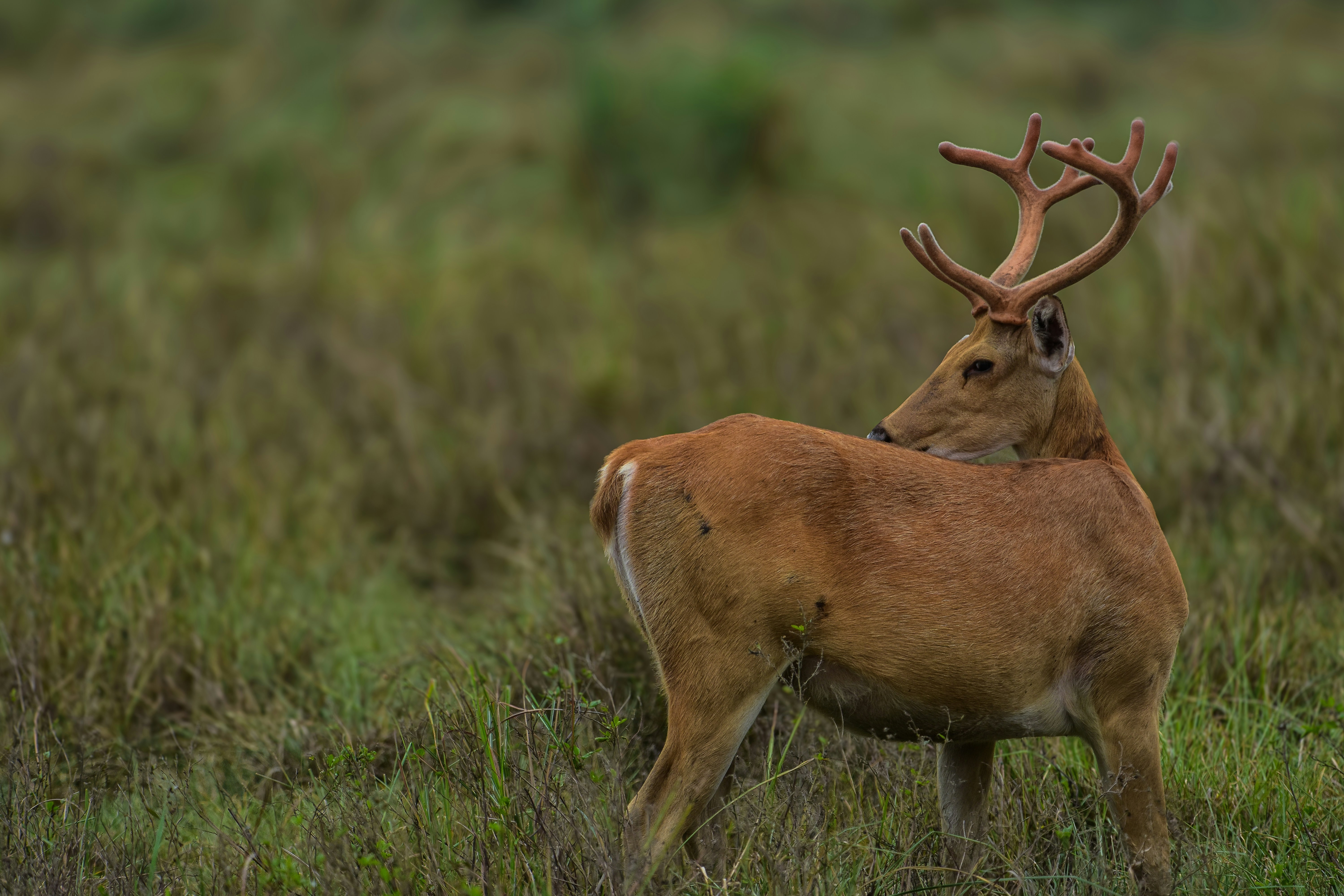 Photo by shilabhijit