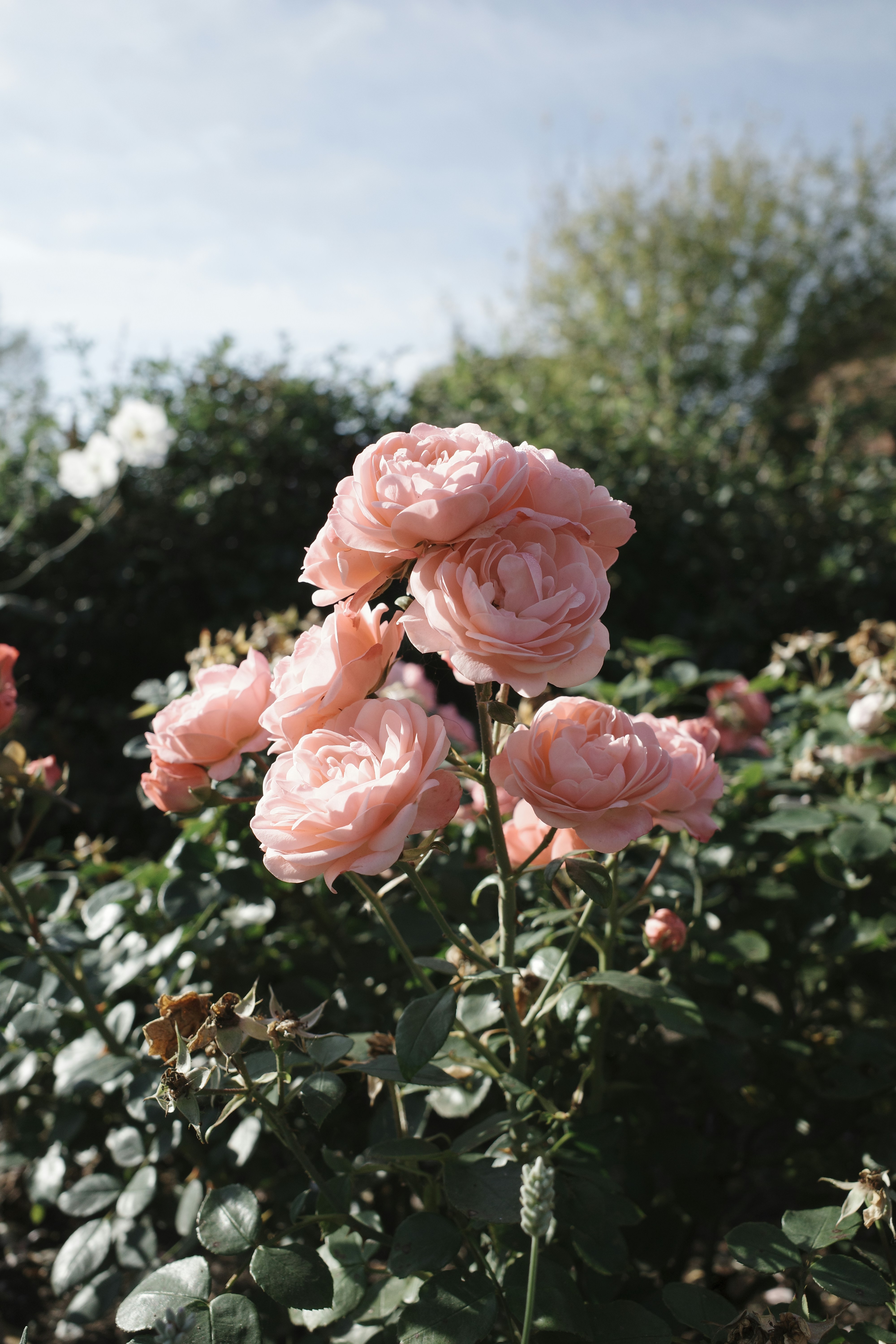 Aglomerado de rosas cor de rosa florescendo em um jardim