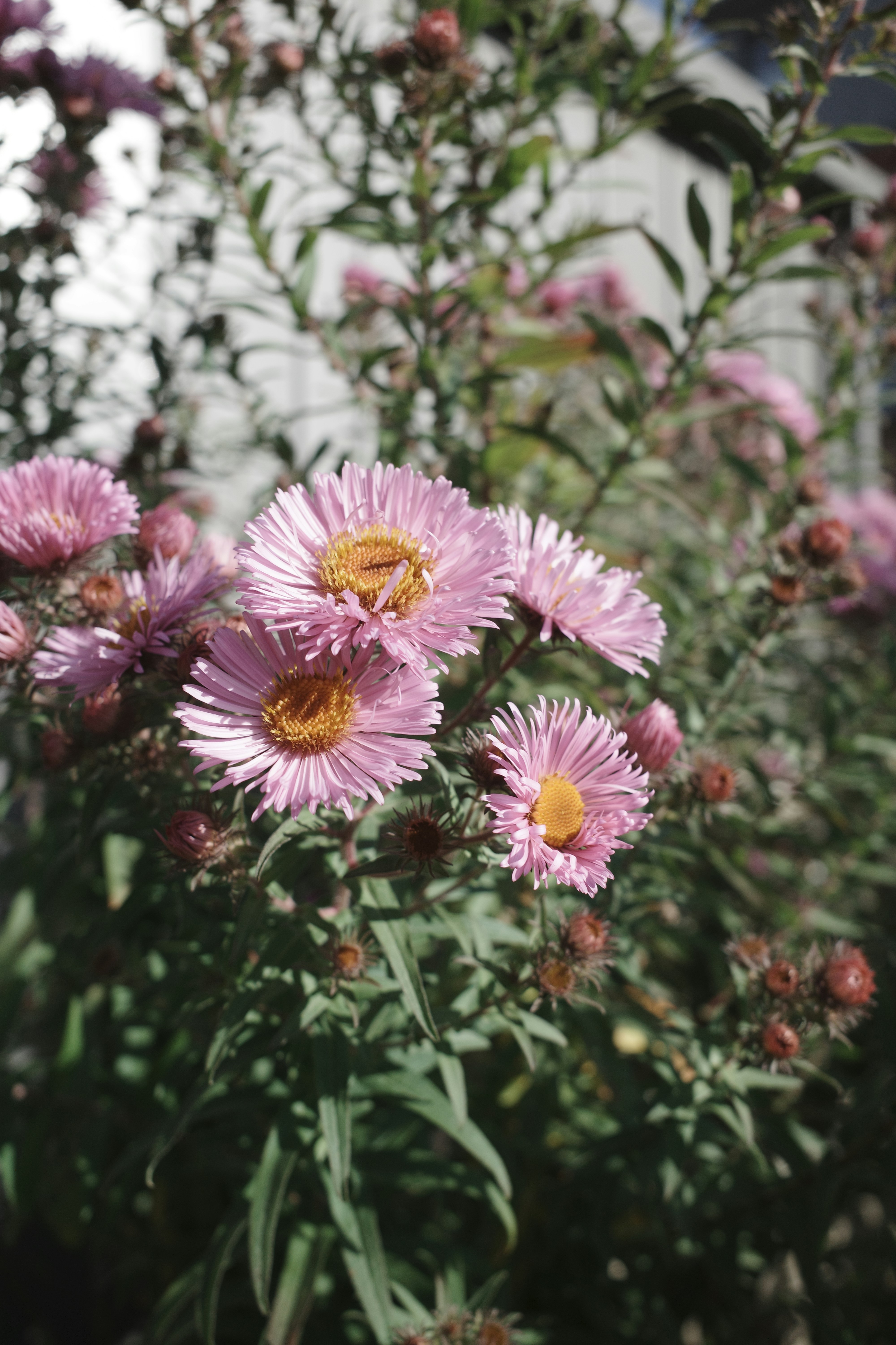 Os ásteres rosa florescem em um dia ensolarado.