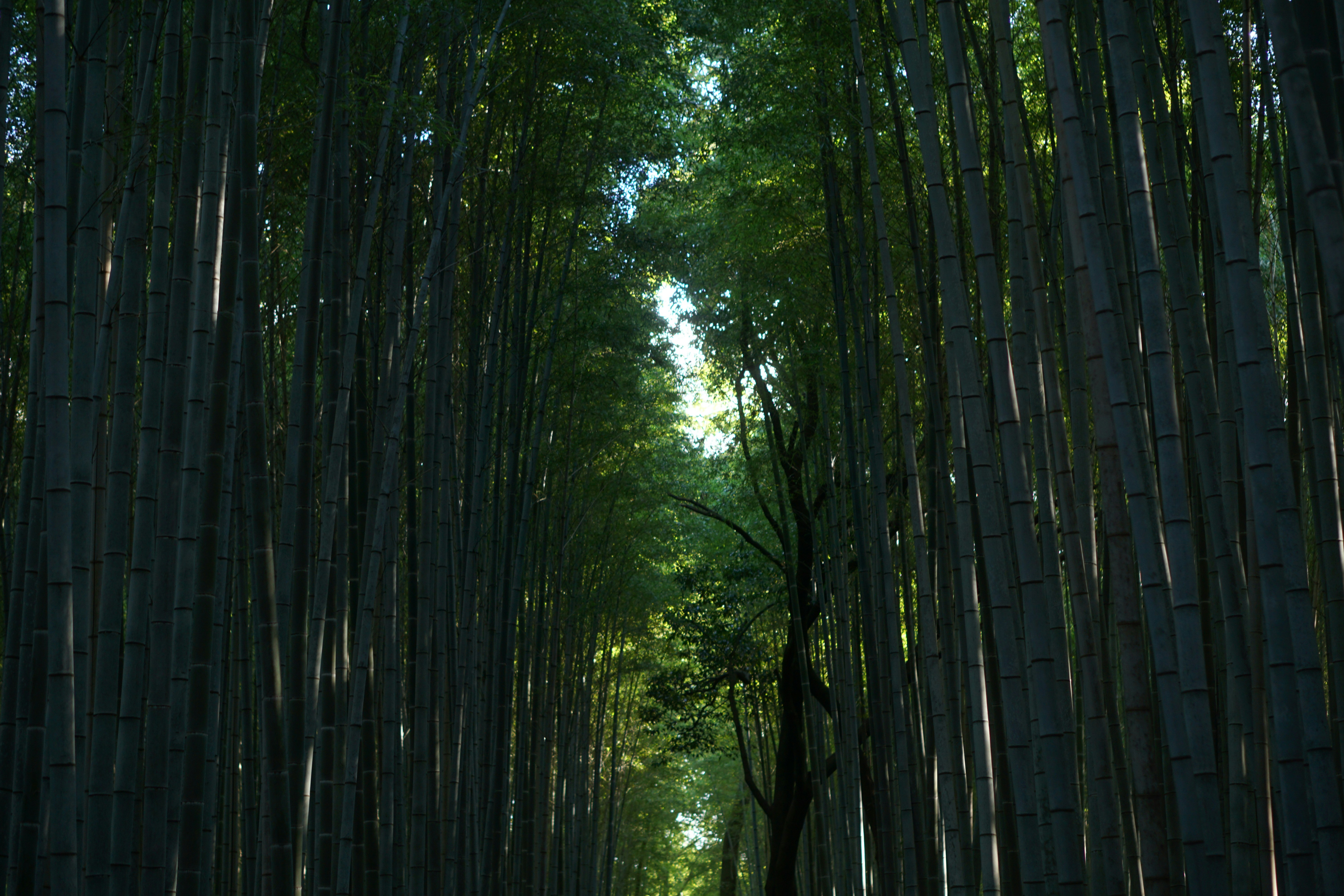 Photo by alena_frans