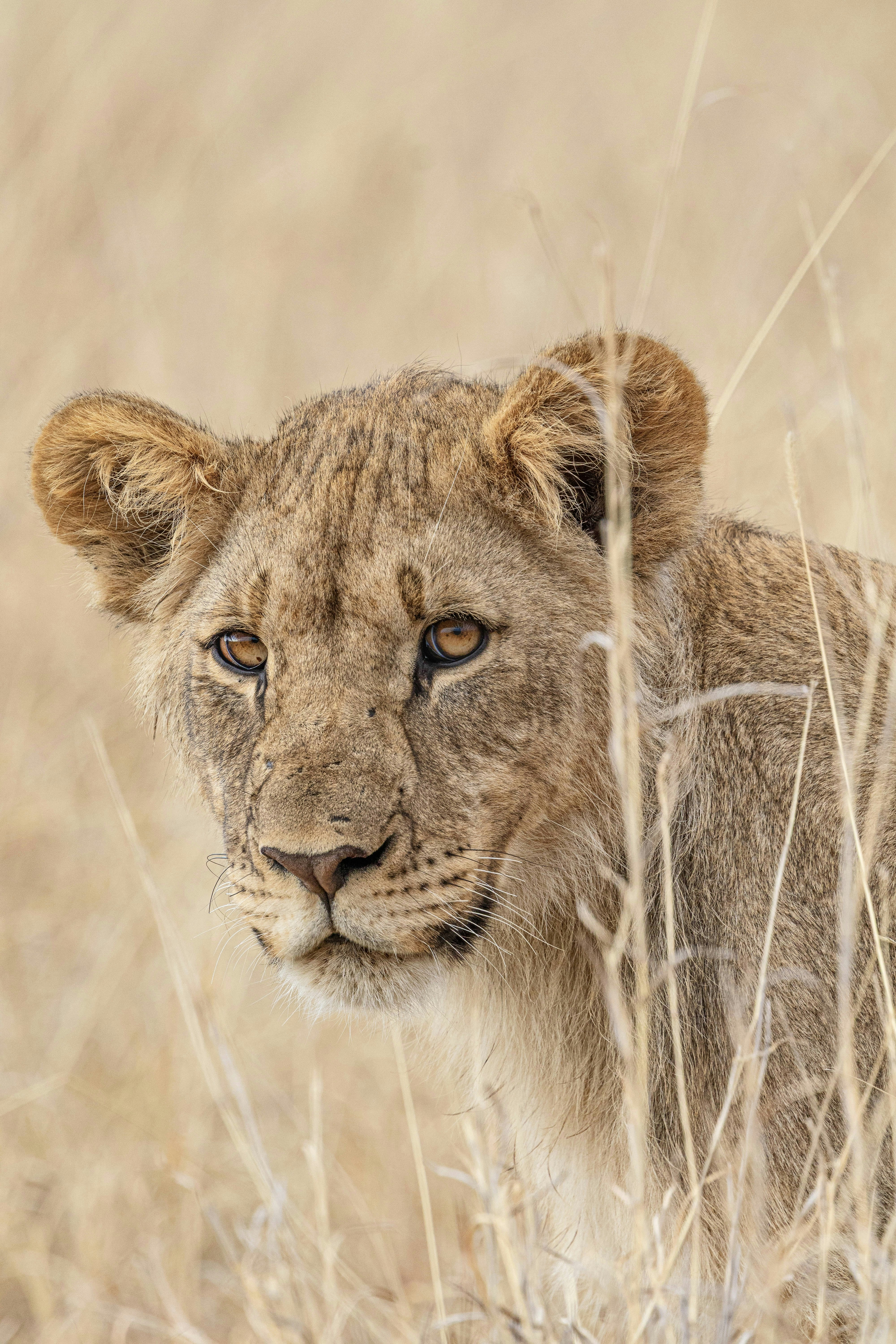 Young lion peeking through dry grass