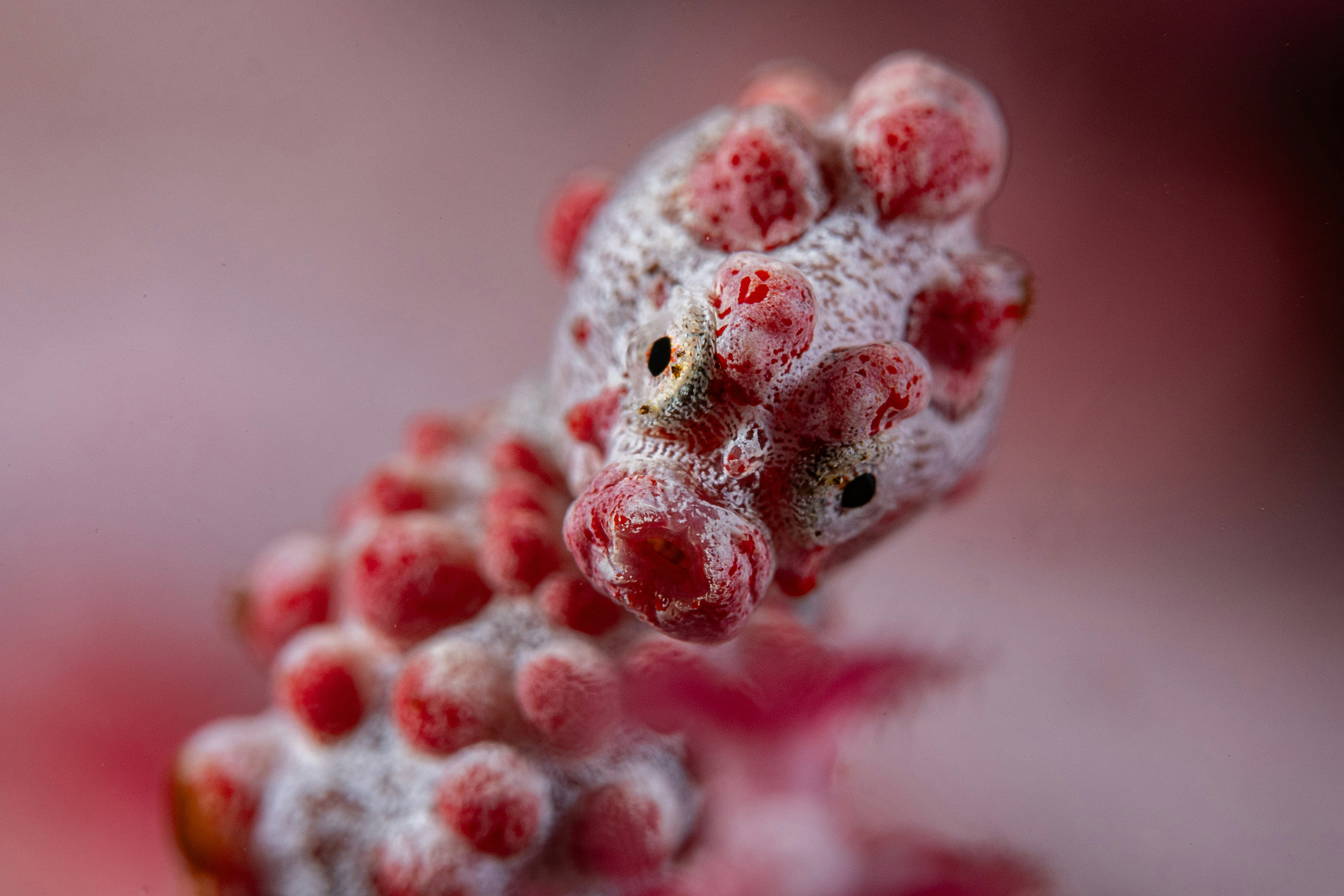 Un pequeño caballito de mar pigmeo camuflado sobre coral