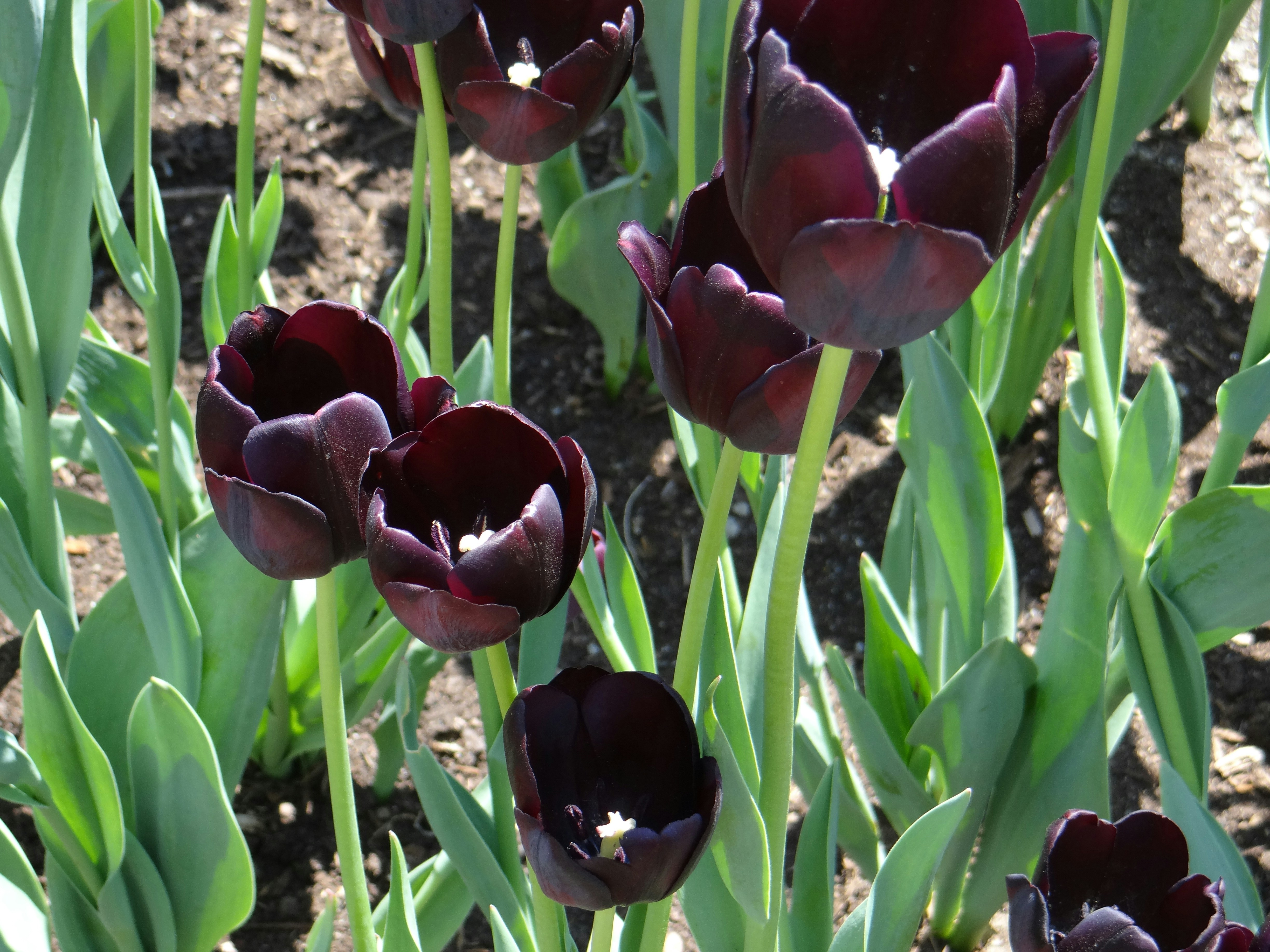Dark purple tulips bloom in a garden.