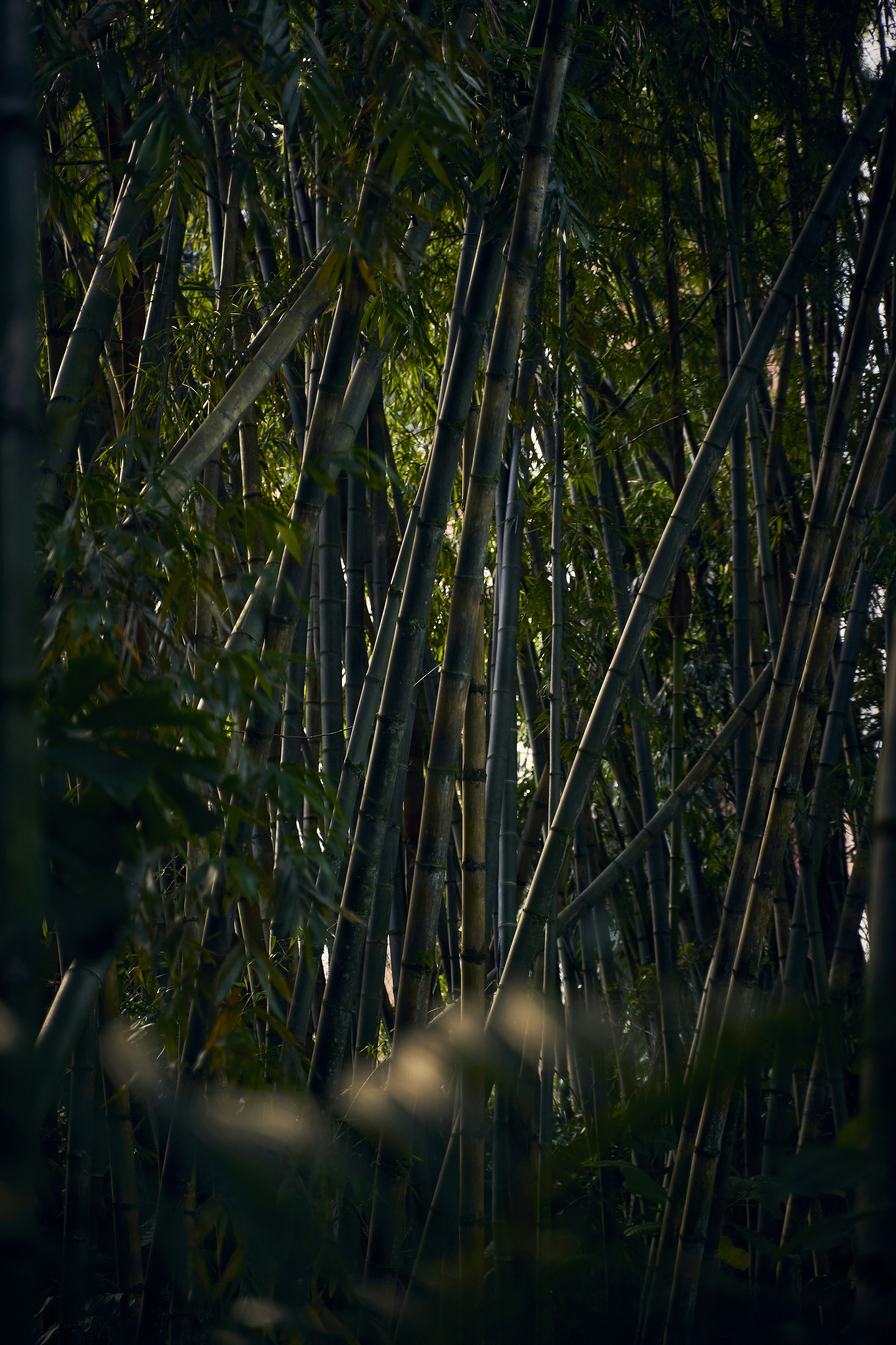 Photo by jorgemoralesv