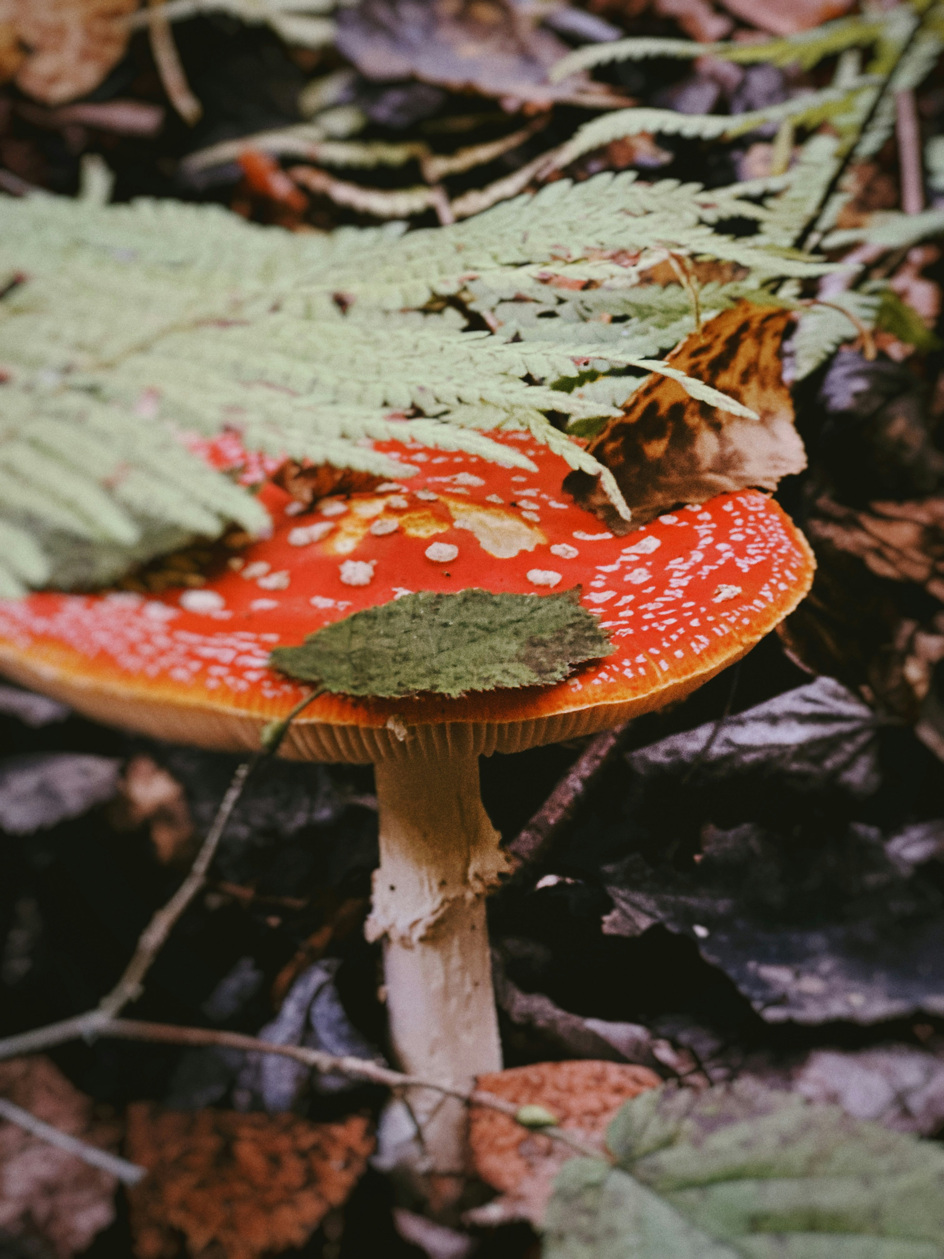 Red mushroom with white spots on forest floor