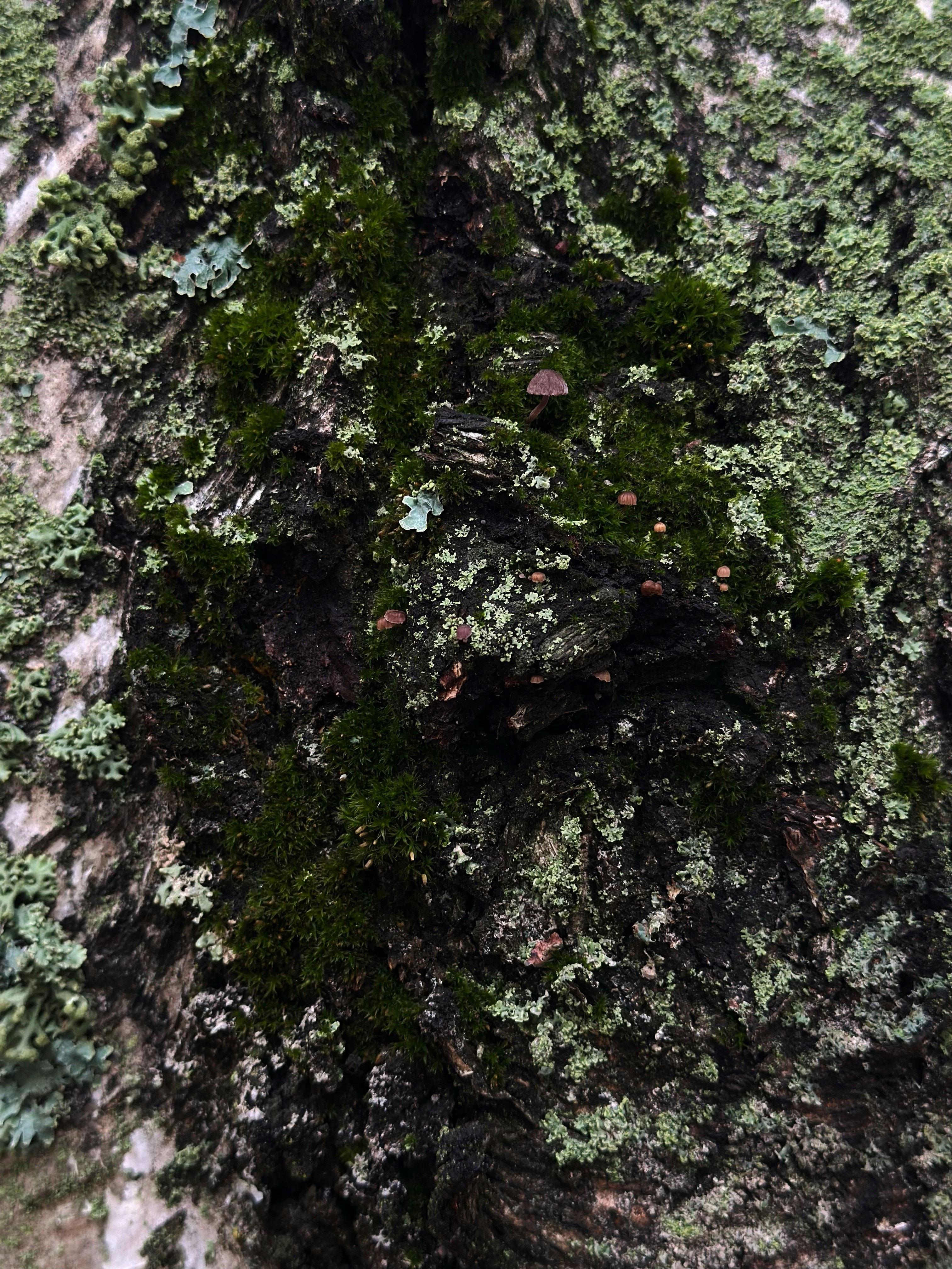 Moss and lichen growing on tree bark