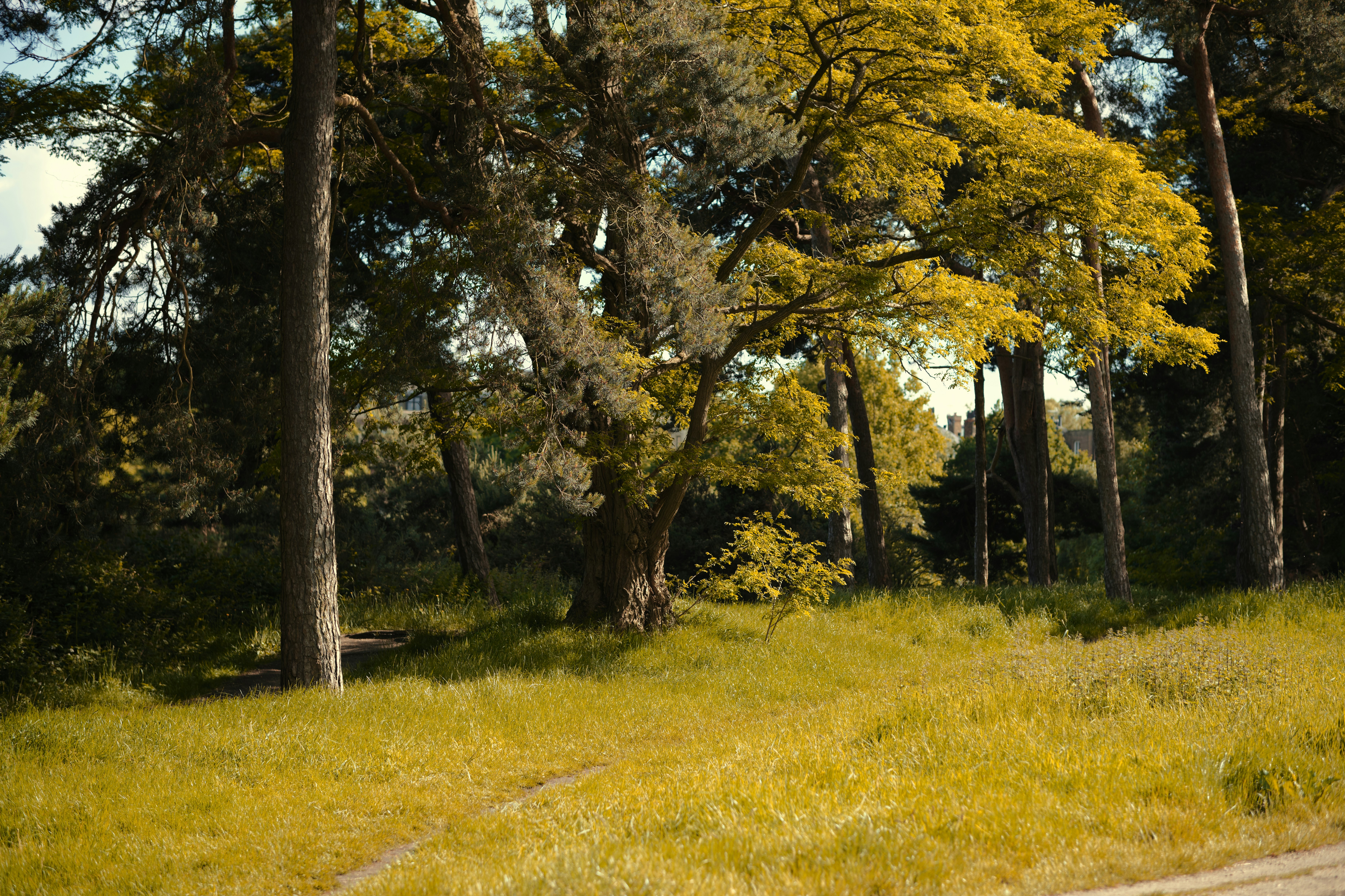 Photo by romanakash27