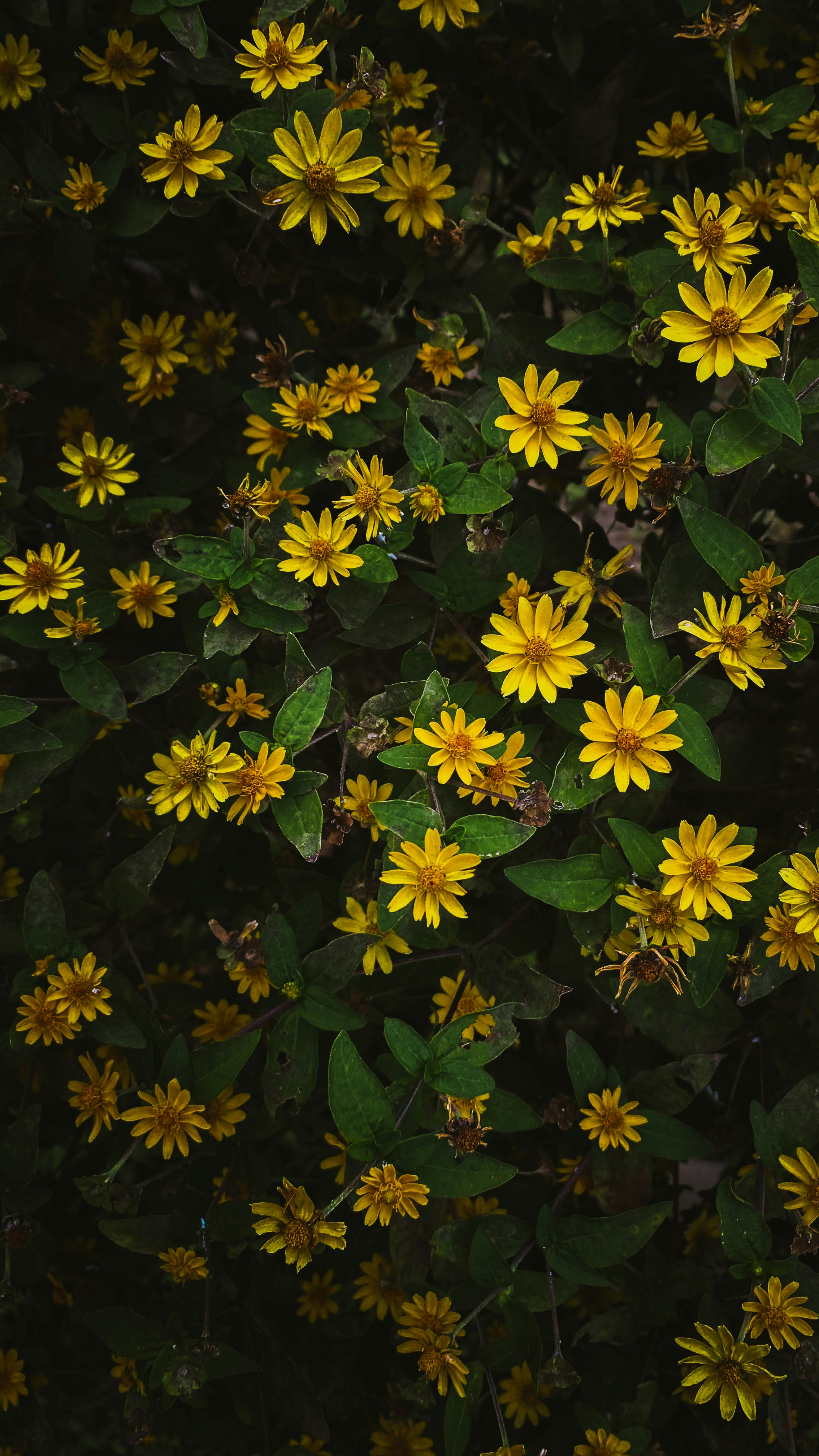 Eine Traube kleiner gelber Blüten mit grünen Blättern.