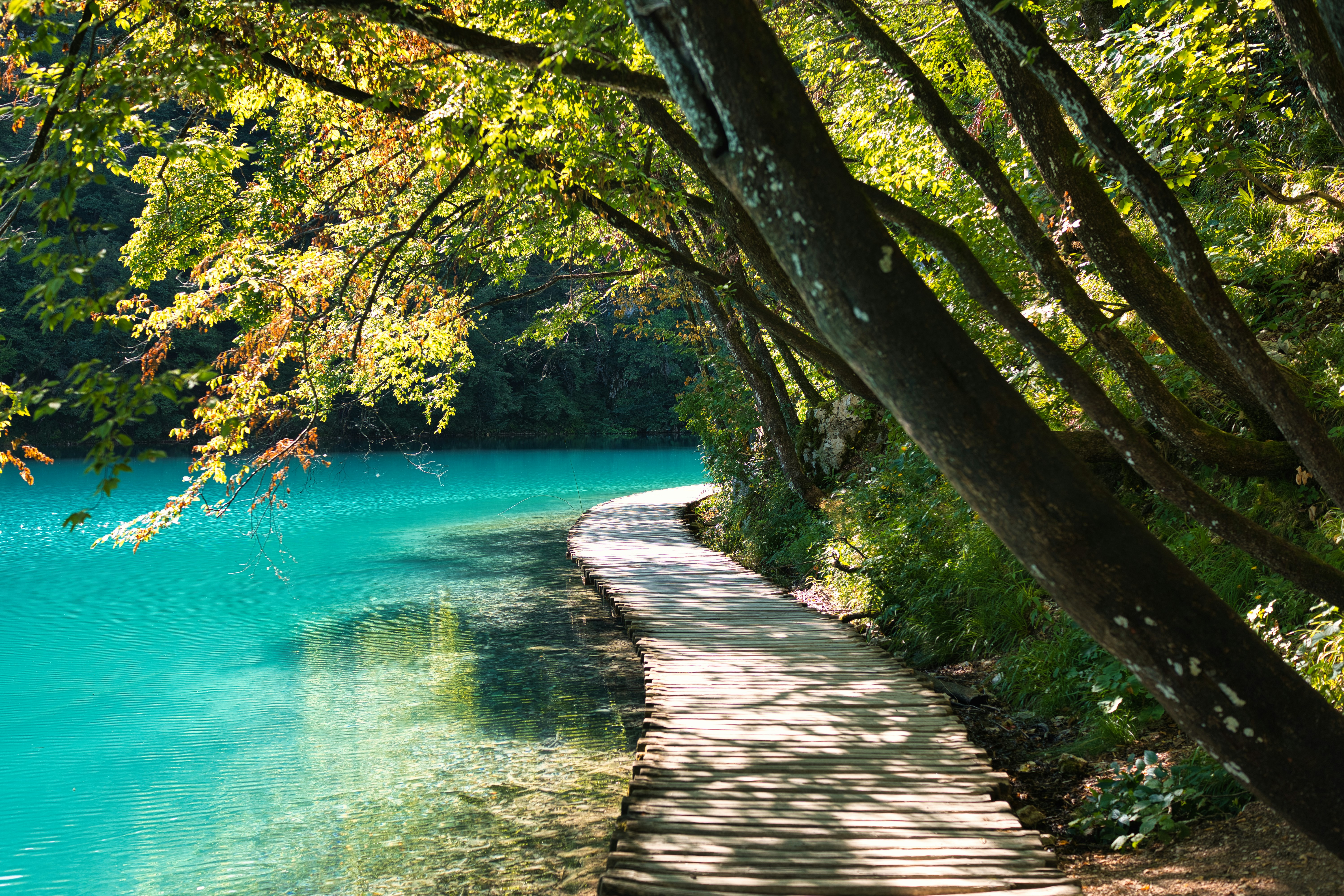 Wooden walkway beside turquoise water in forest