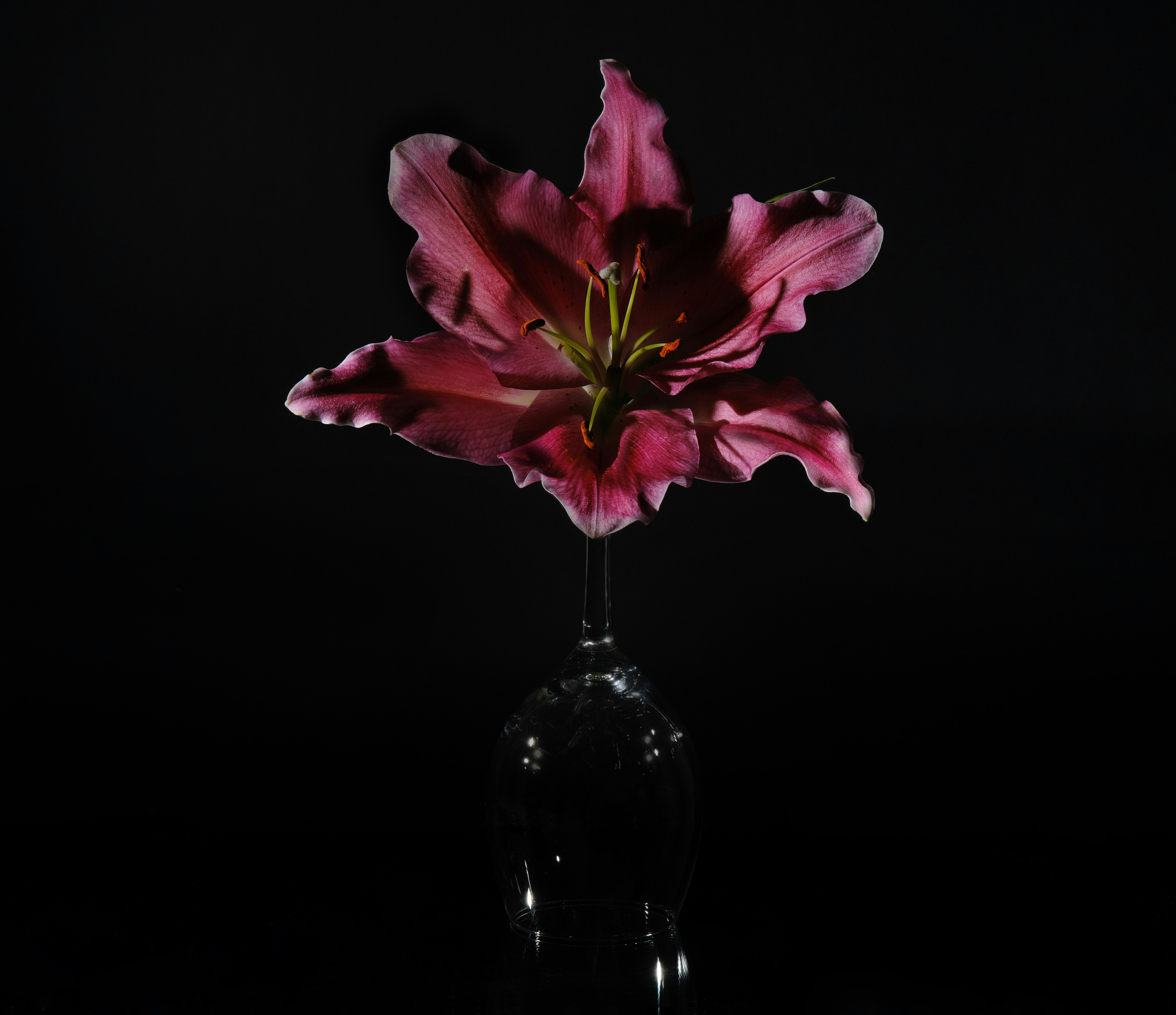 Single pink lily in glass
