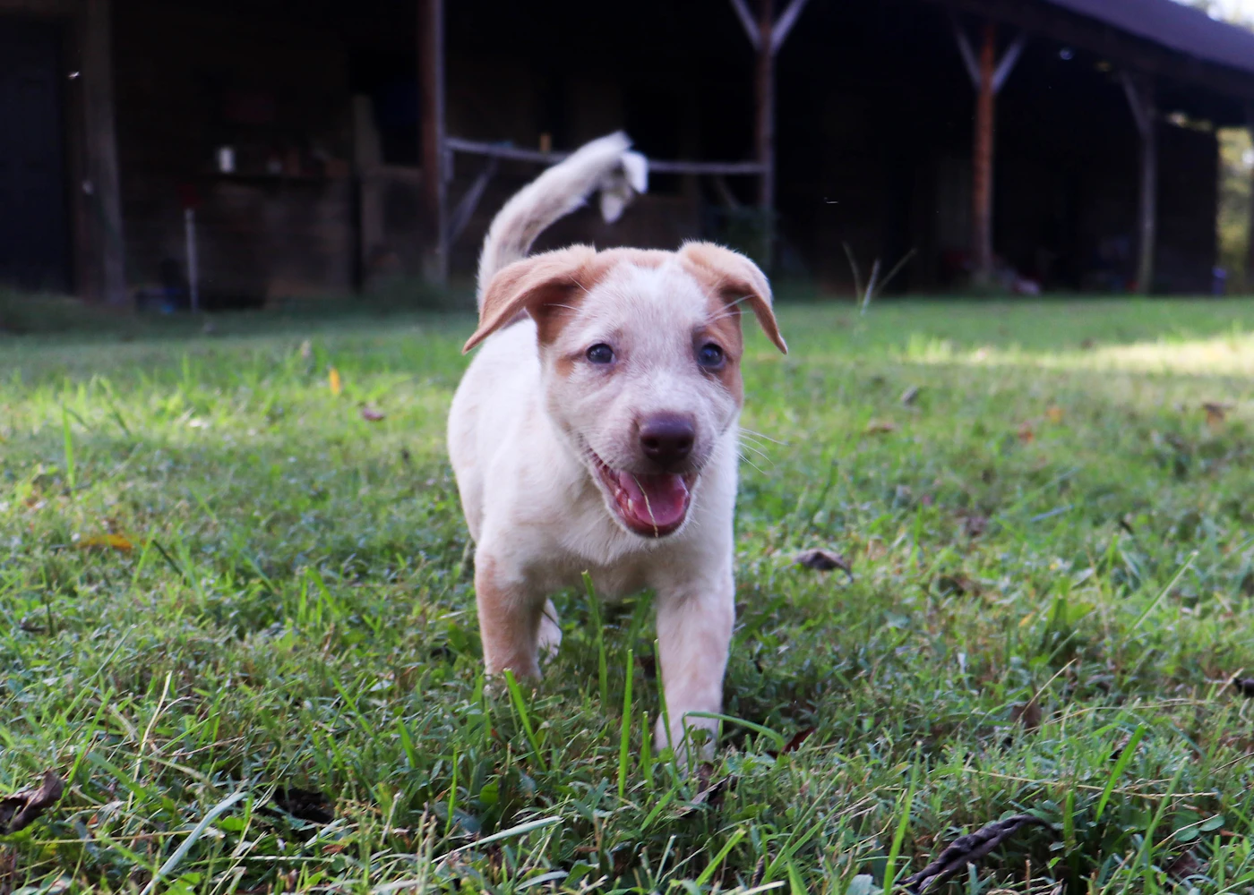 Young puppy training