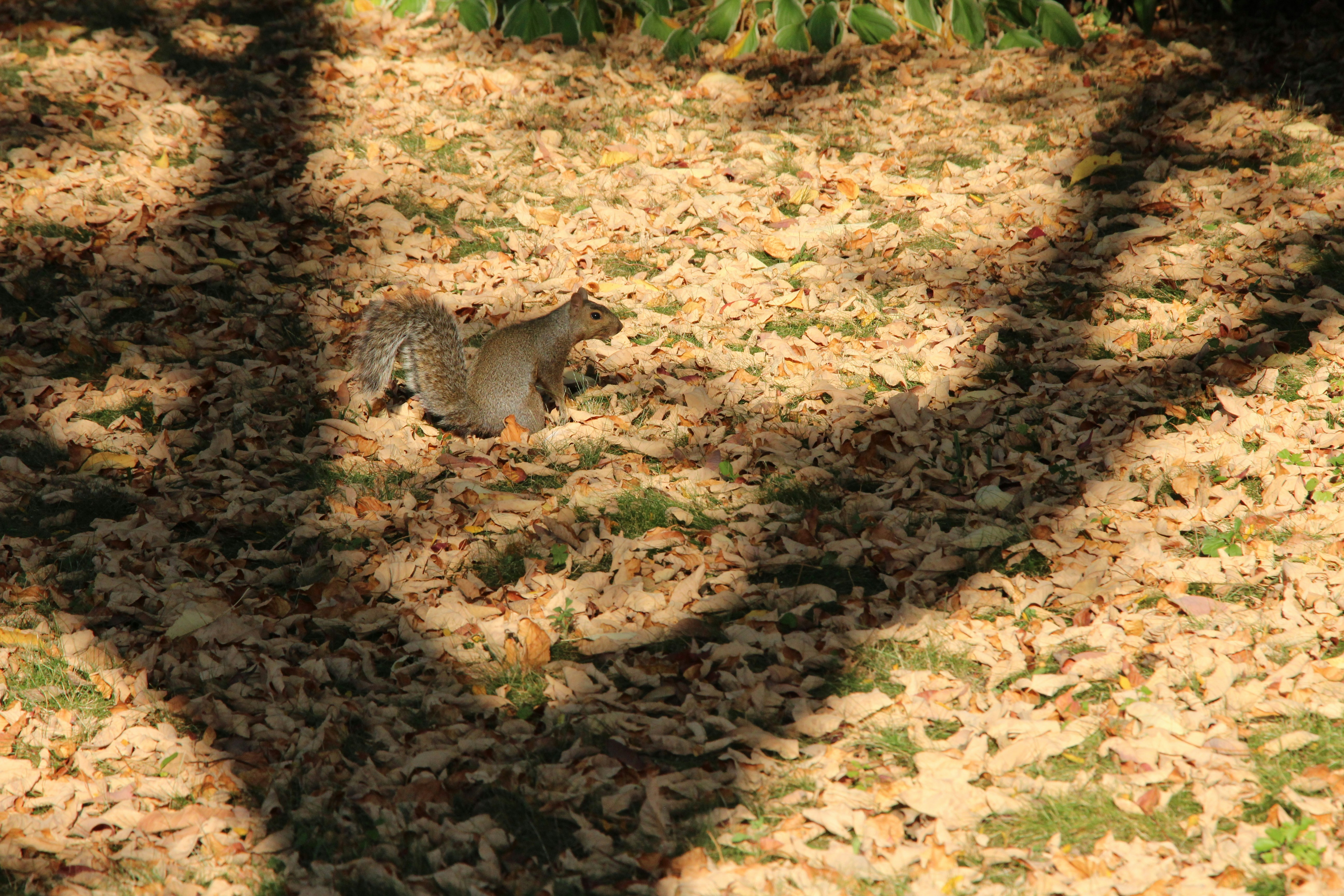 Thirteen-lined Ground Squirrel