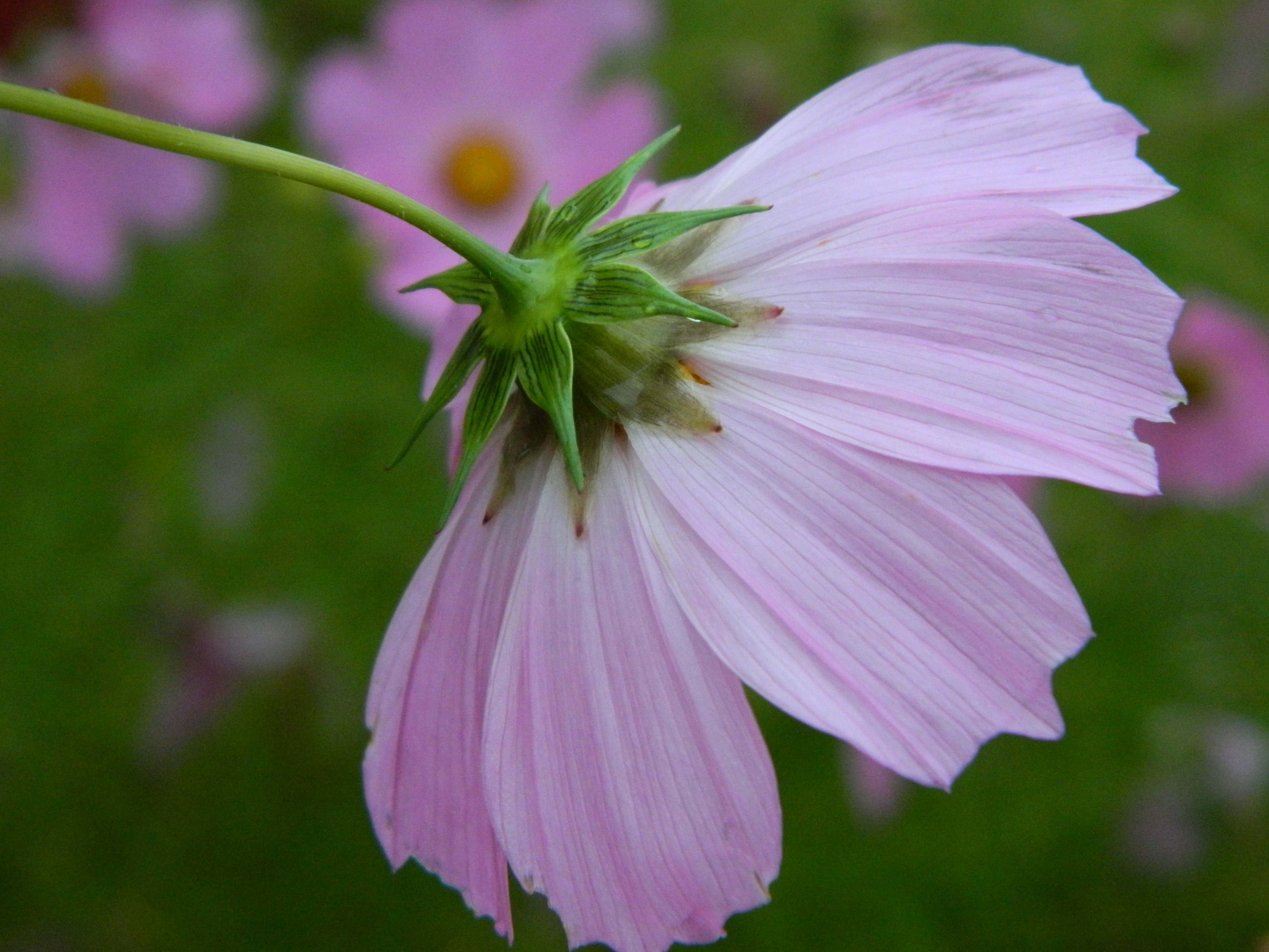 close-up de uma delicada flor rosa cosmos florescendo.