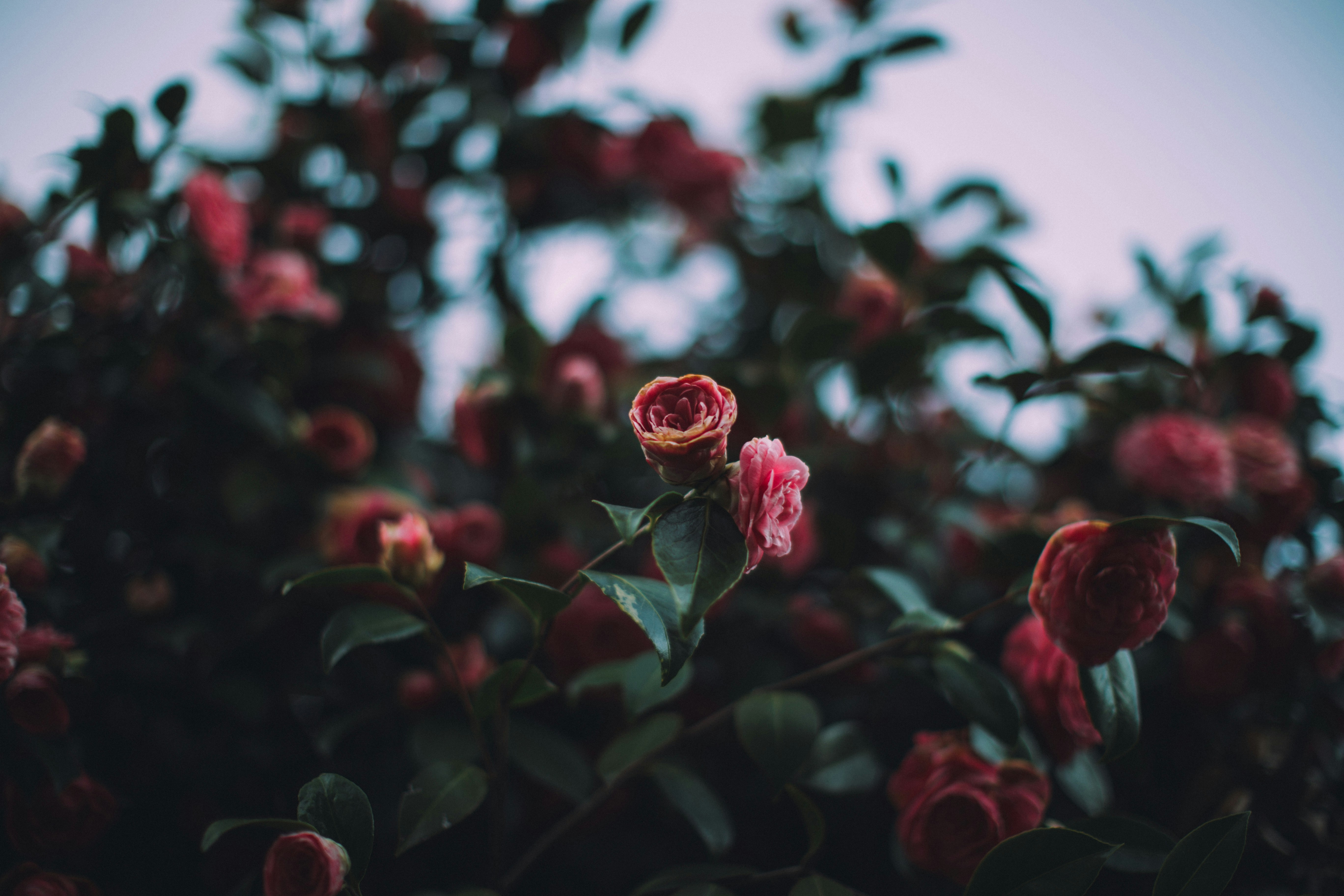 Pink roses bloom on a dark, leafy bush. photo – Free Plant Image on Unsplash, image size:3000x2000