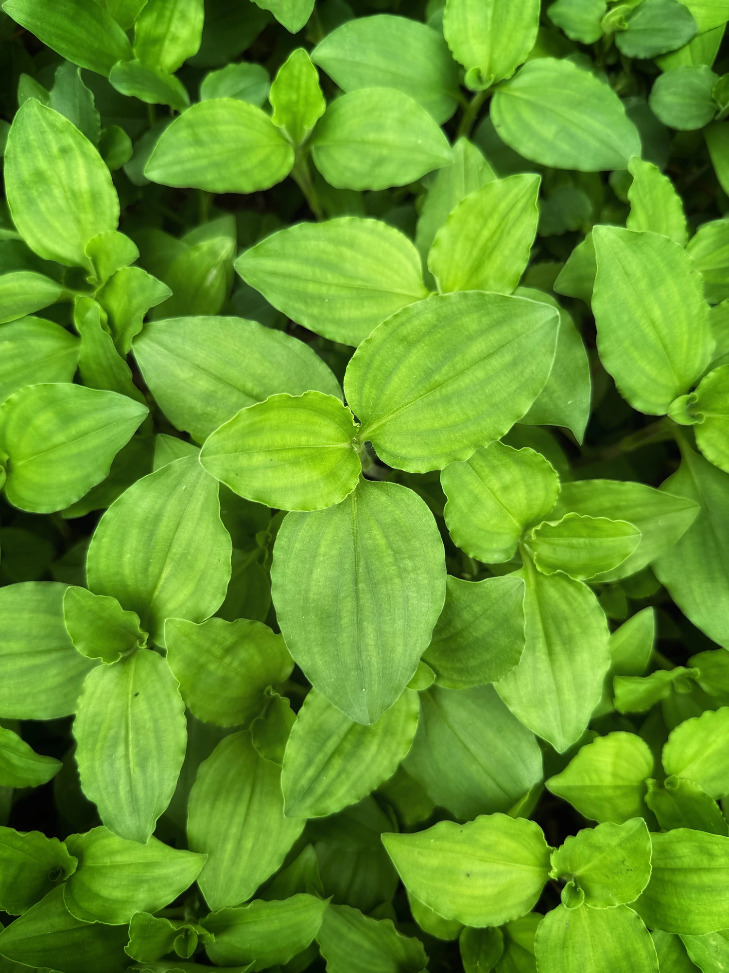 A dense top-down view of bushy green basil leaves
