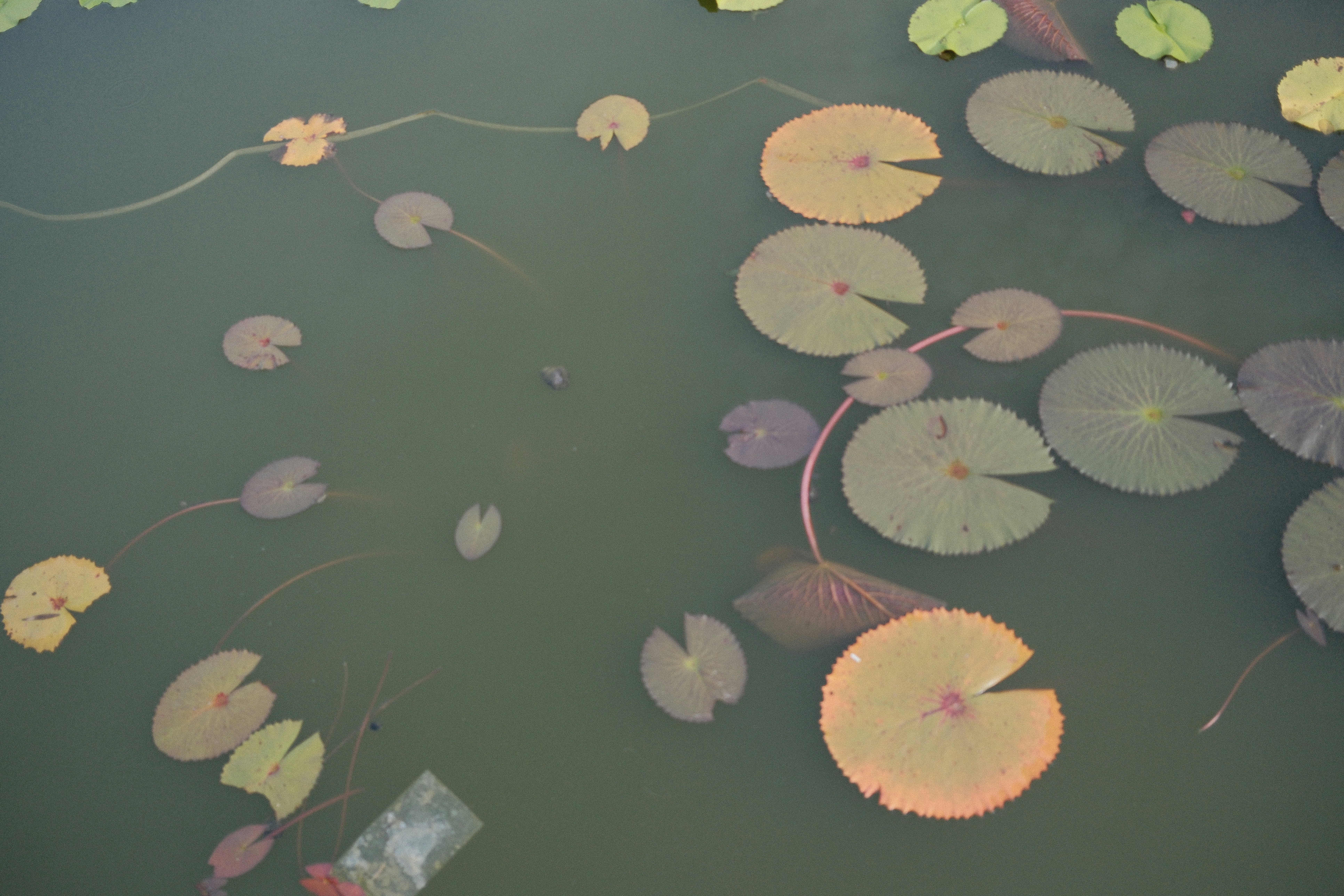 Photo by hoianphotographer