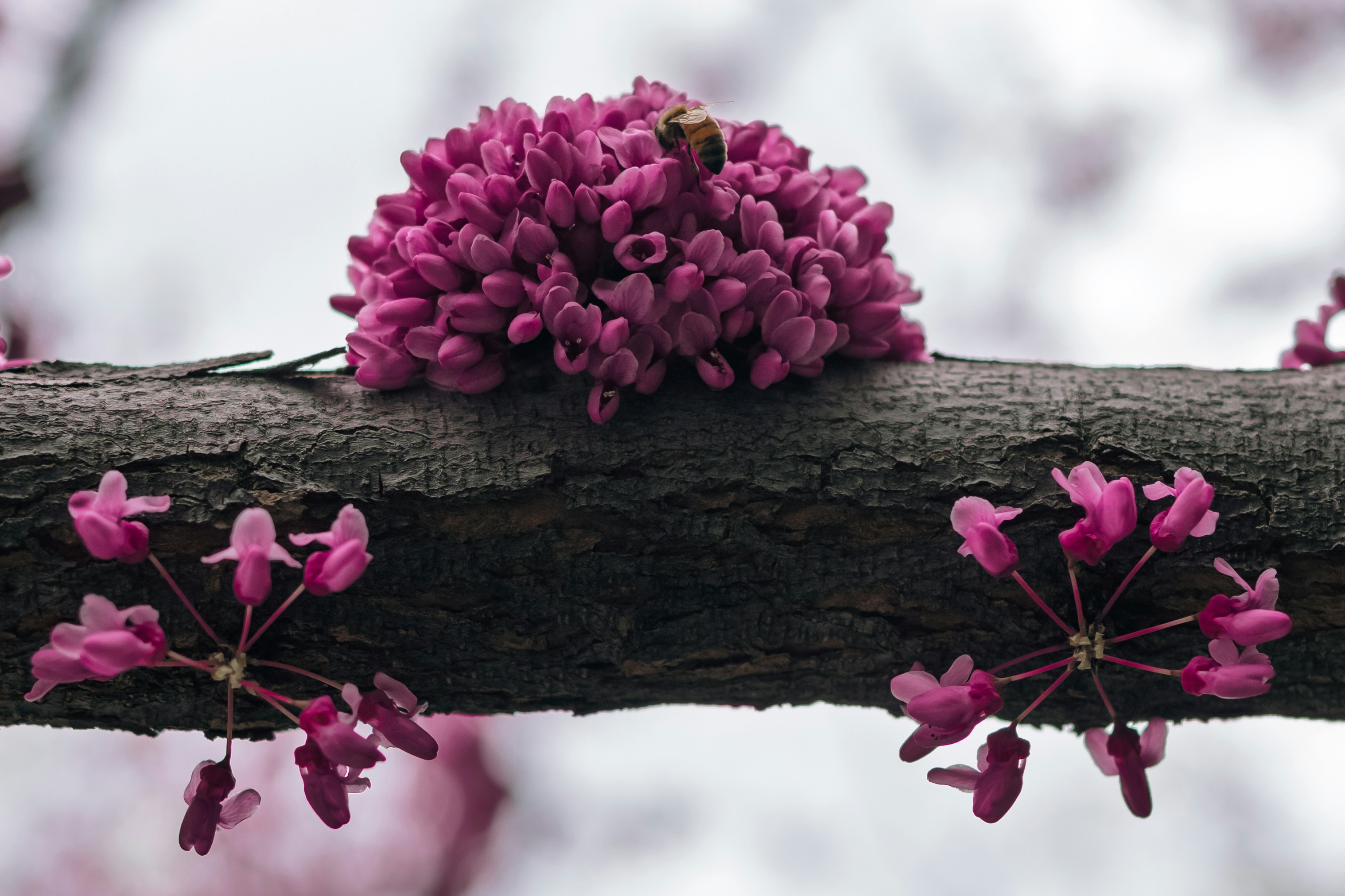 A bee visits pink blossoms on a tree branch.