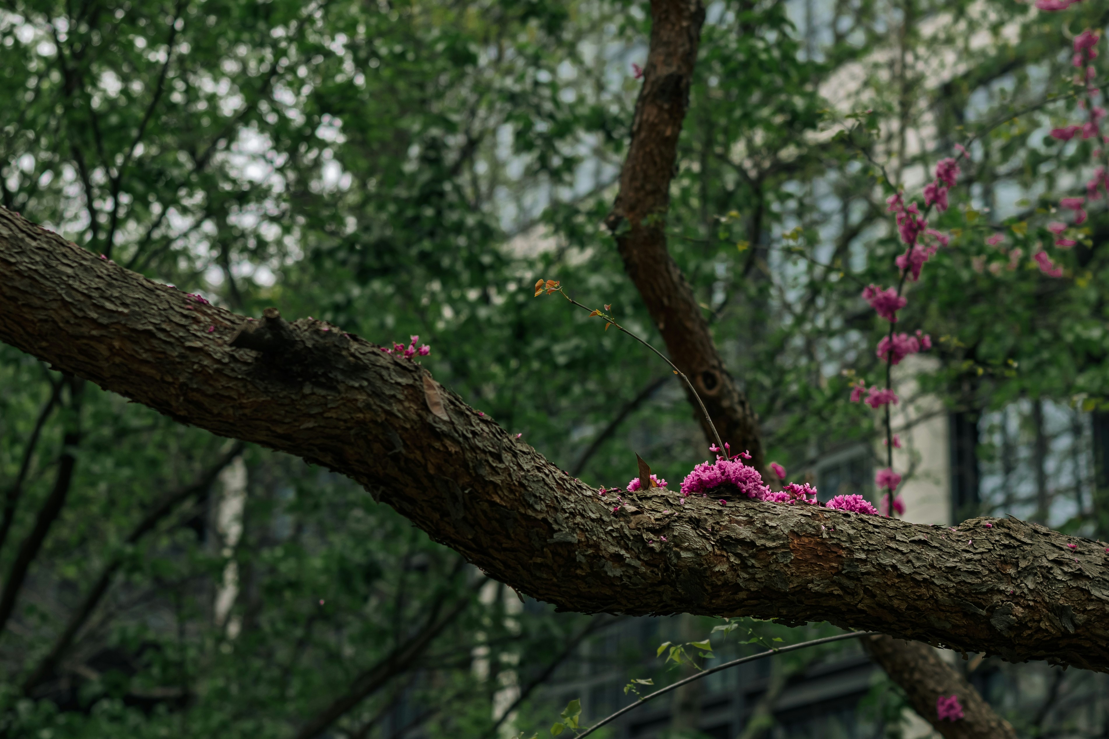 Pink blossoms on a tree branch with building background.