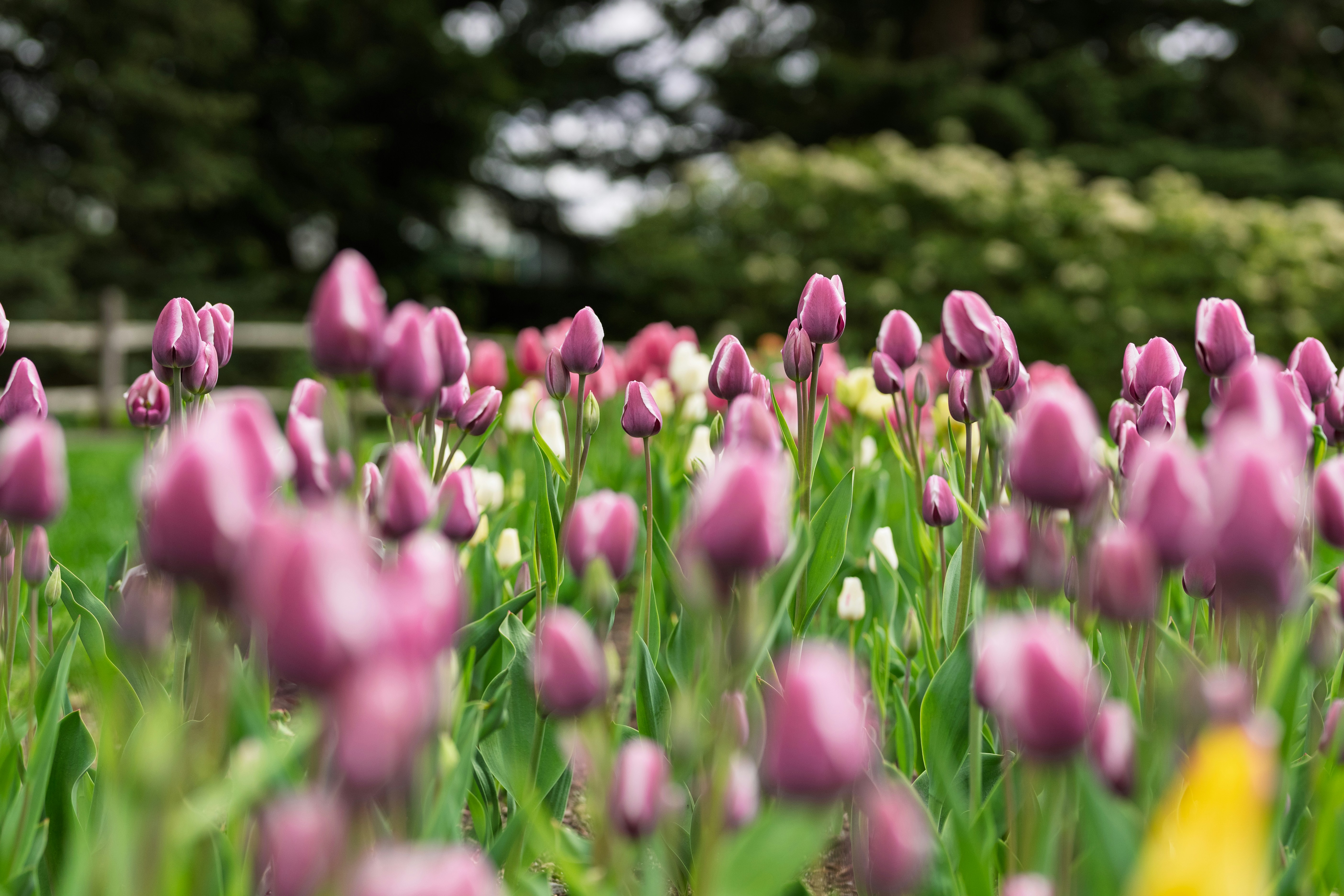 Field of purple tulip buds with green foliage