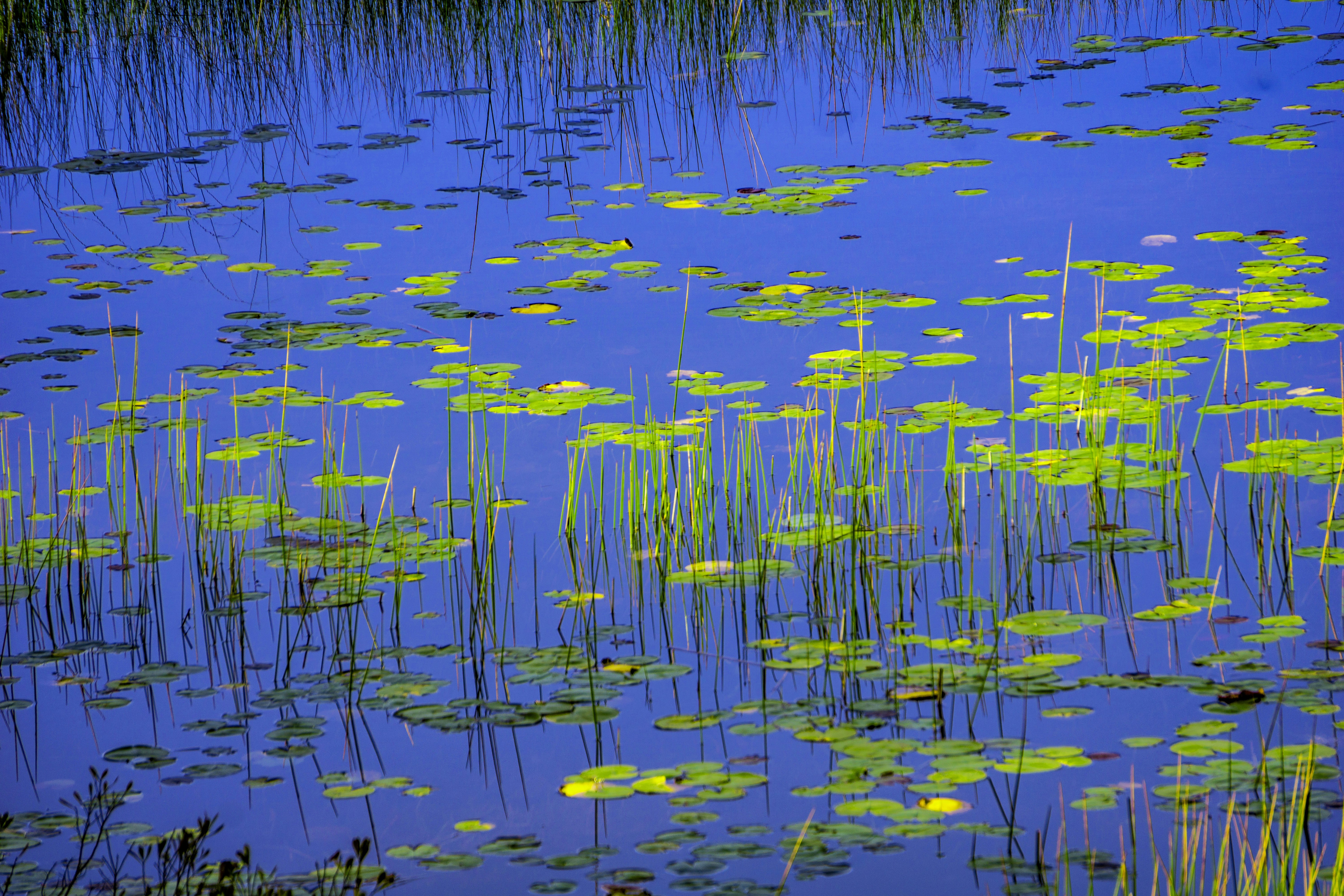 Lily pads and reeds on a deep blue water surface.