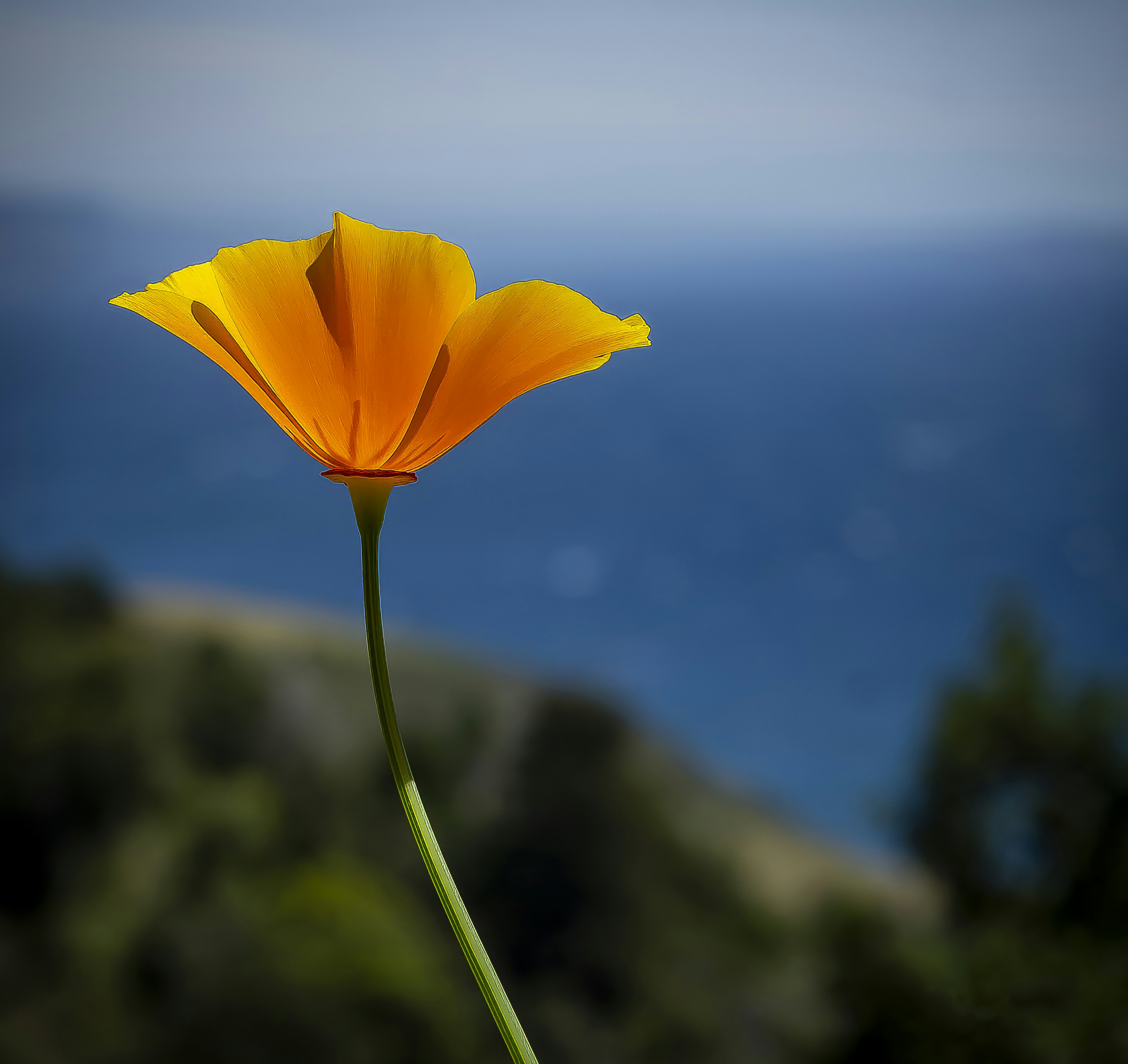 A single orange poppy with ocean background