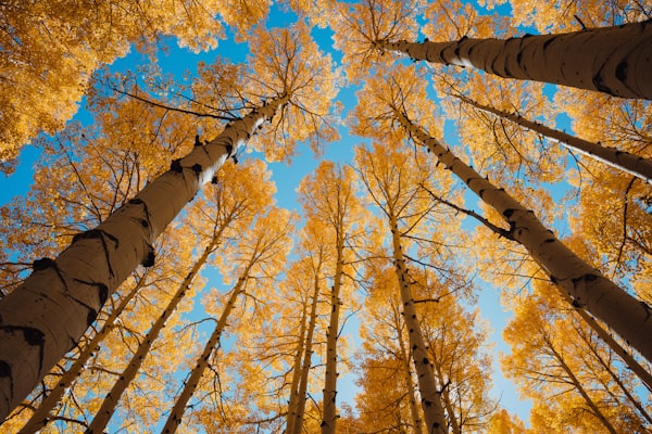 Golden aspen trees in autumn with brilliant yellow leaves