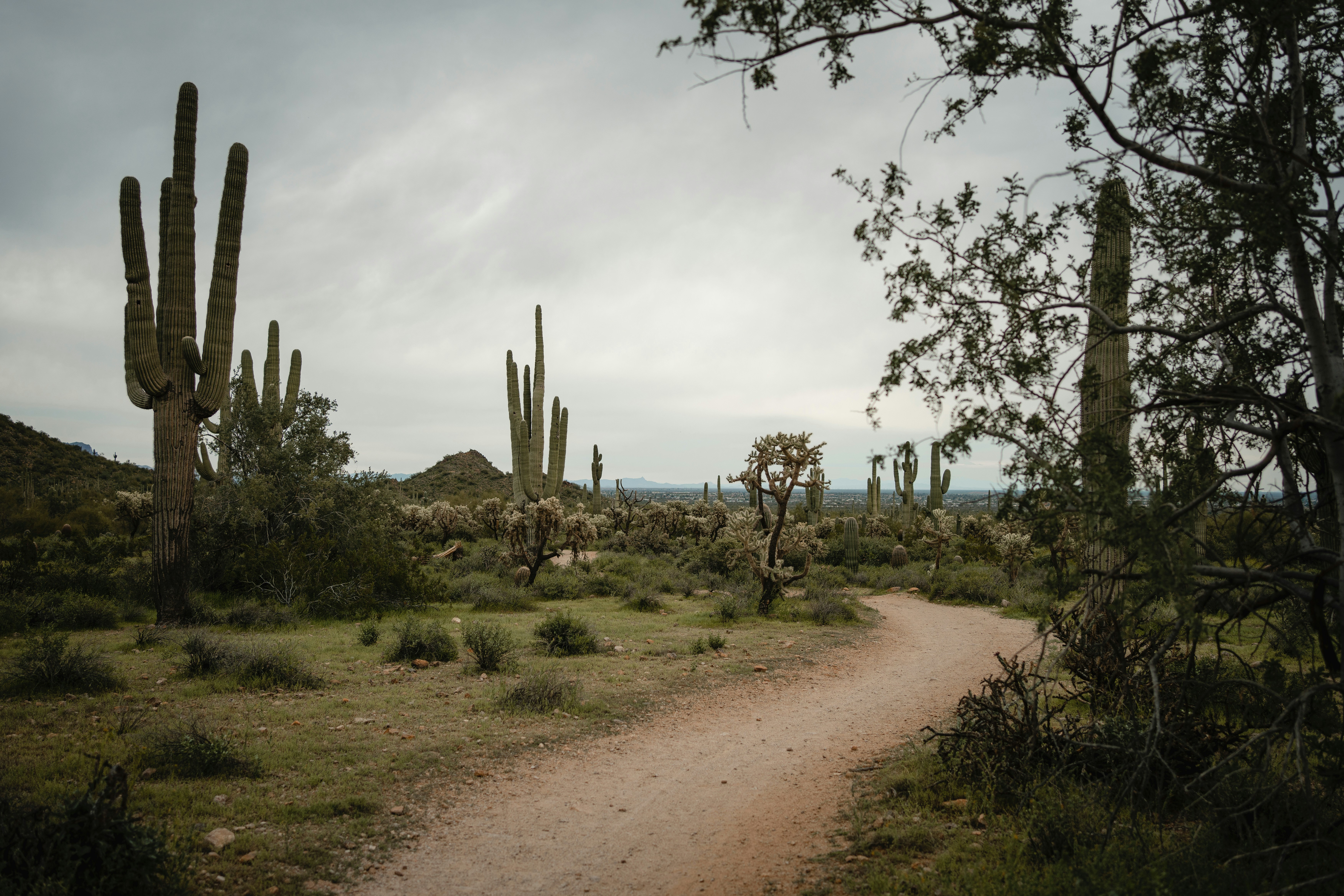 Lanskap gurun dengan kaktus saguaro dan jalan tanah