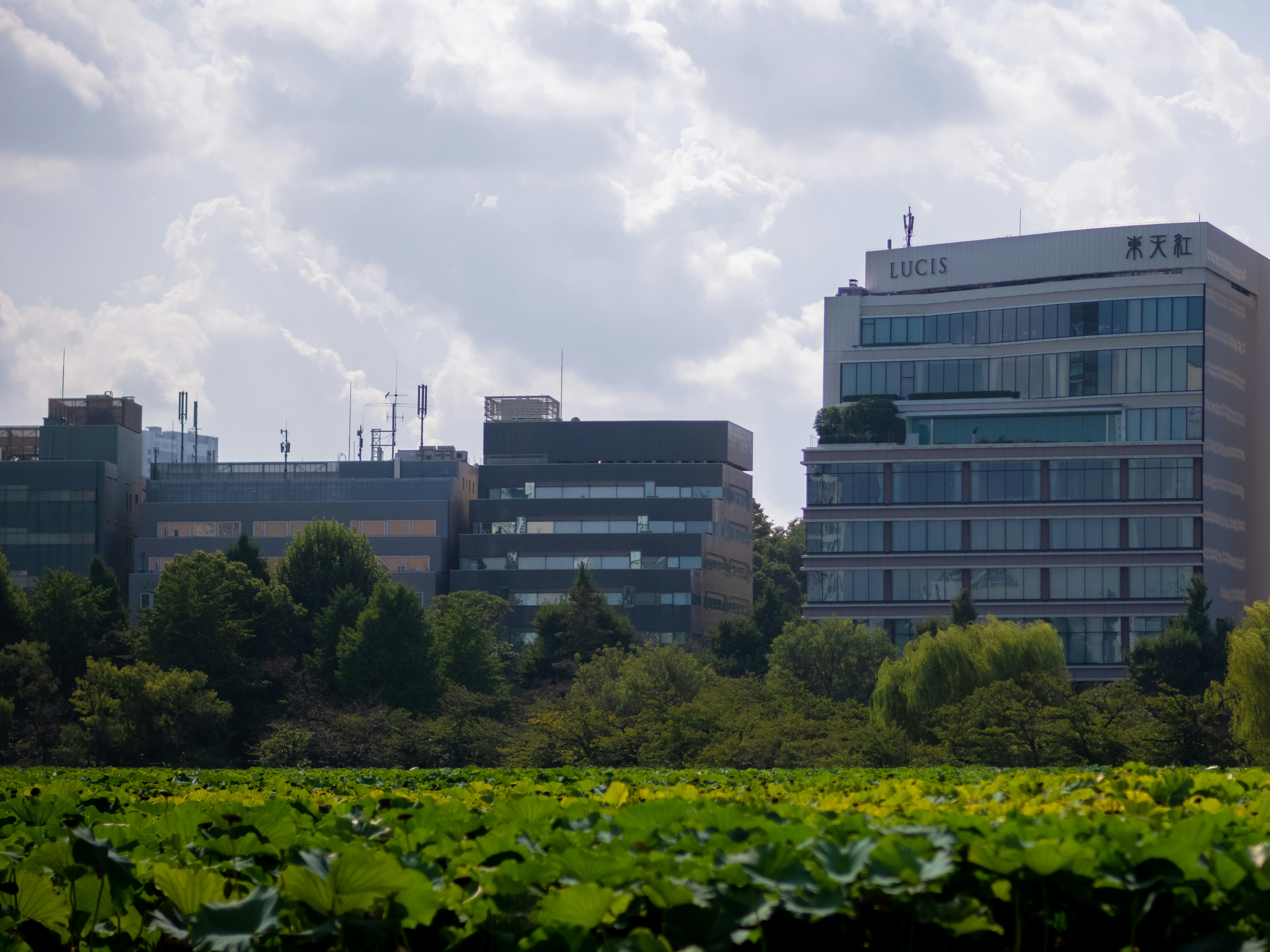 Modern office buildings behind lush green foliage