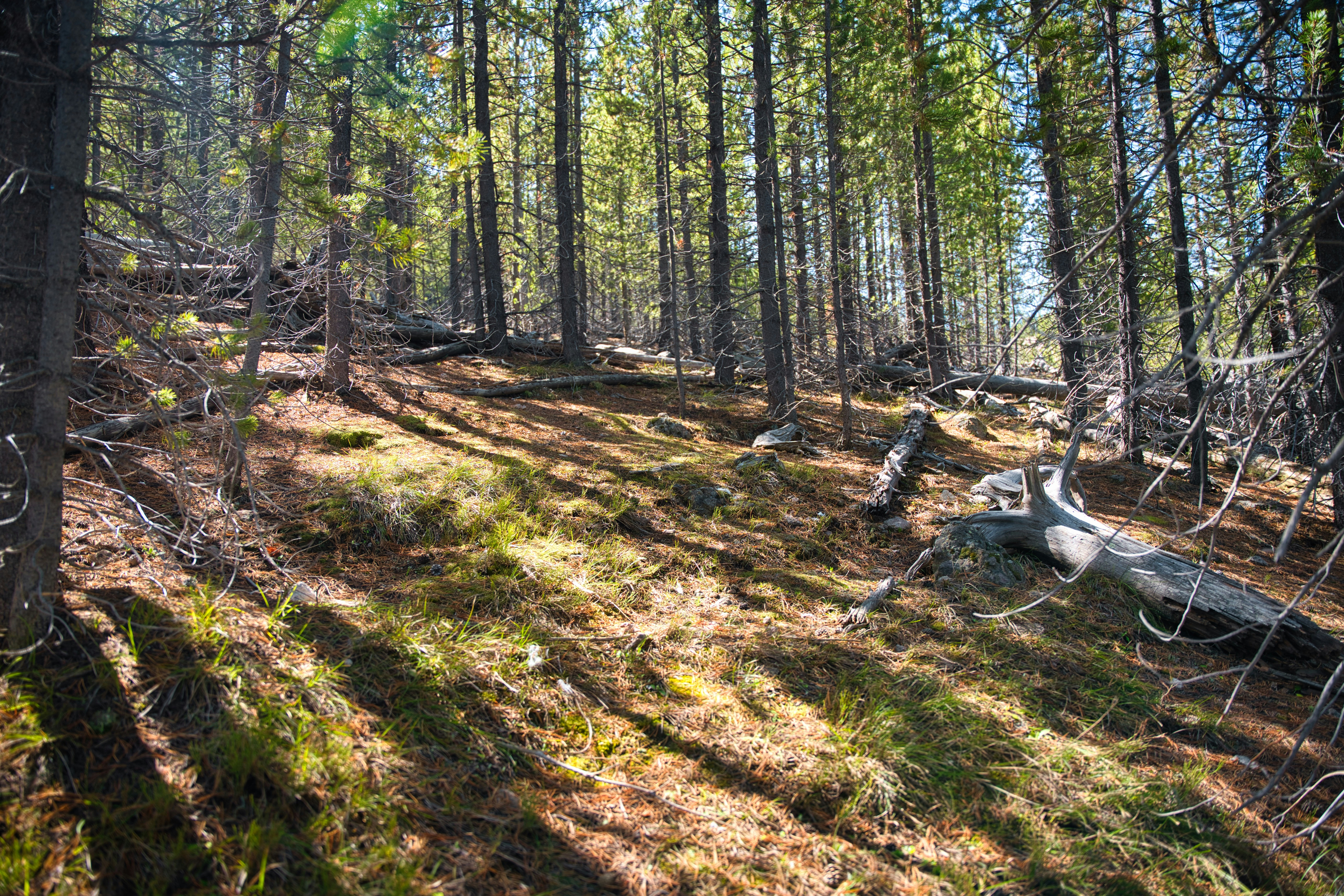 Sunlight streams through a dense pine forest canopy.