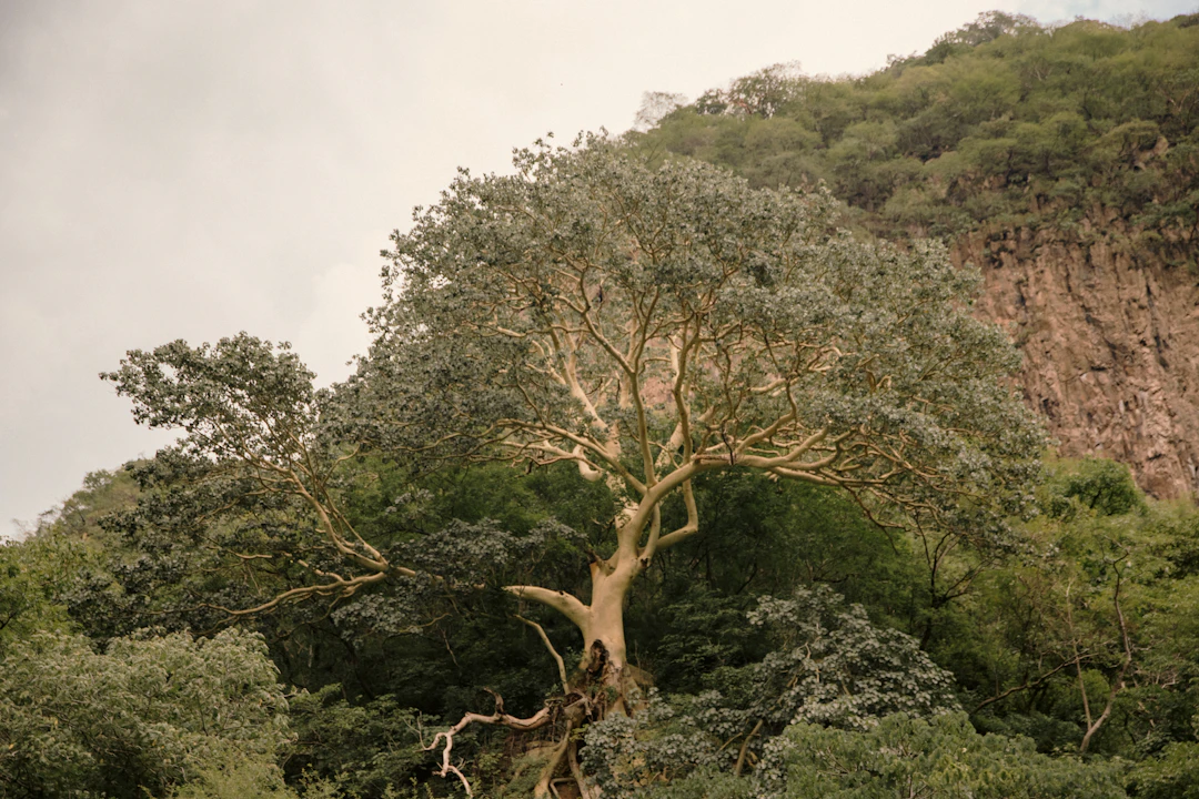 Yggdrasil: The World Tree