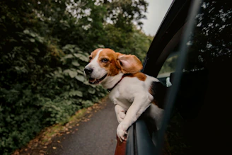 Beagle dog with ears flying out car window