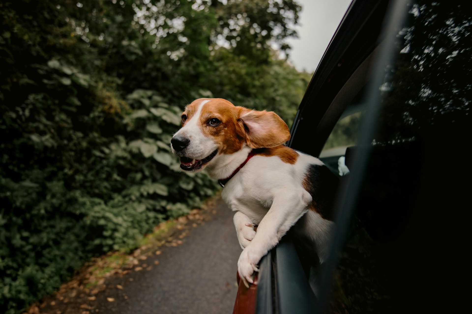 Beagle dog with ears flying out car window