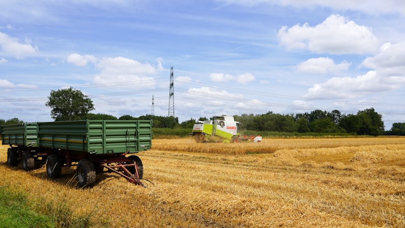 Combine harvester working in wheat field