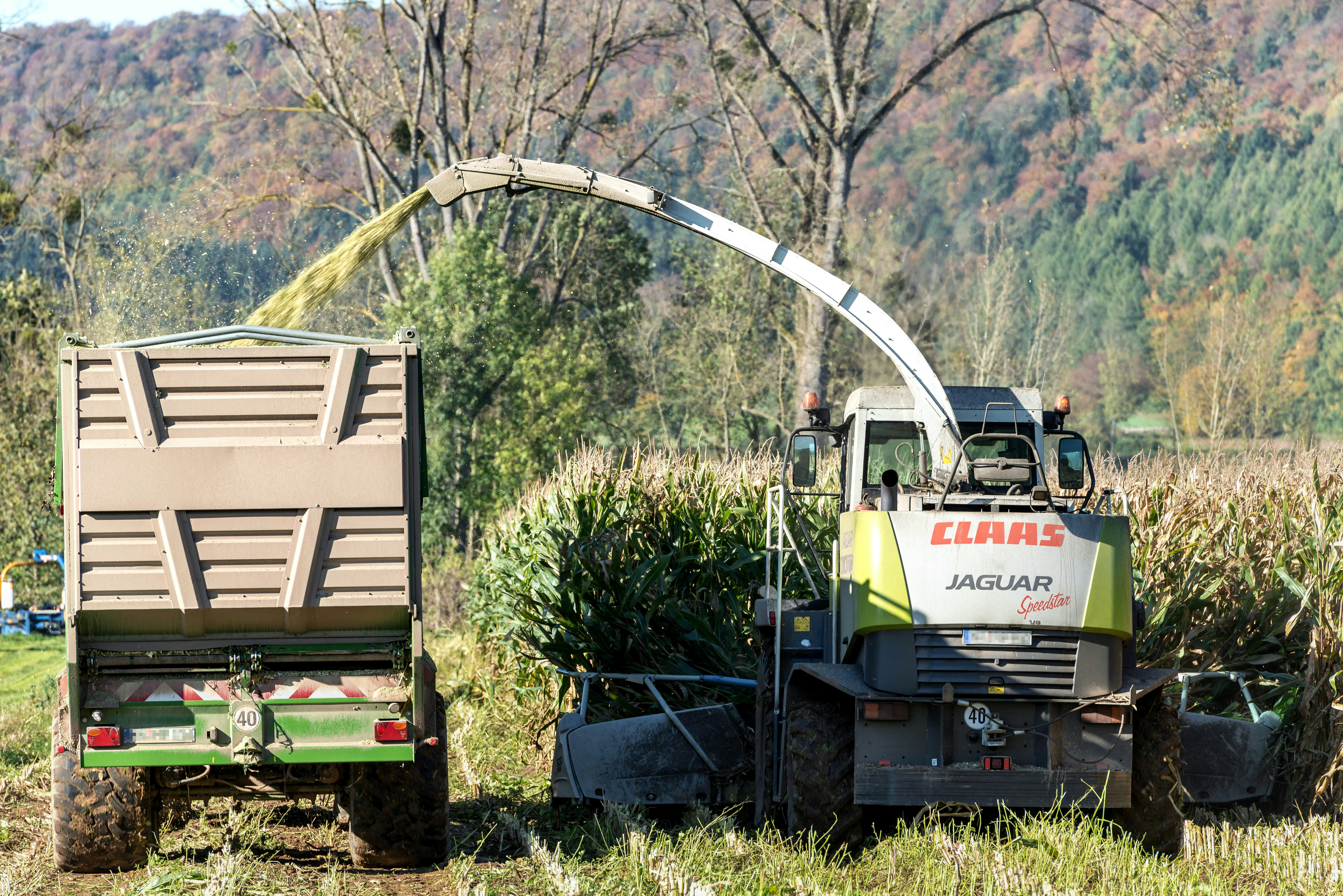 Forage harvester loading trailer with corn silage.