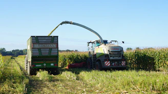 Forage harvester loading trailer in a cornfield.