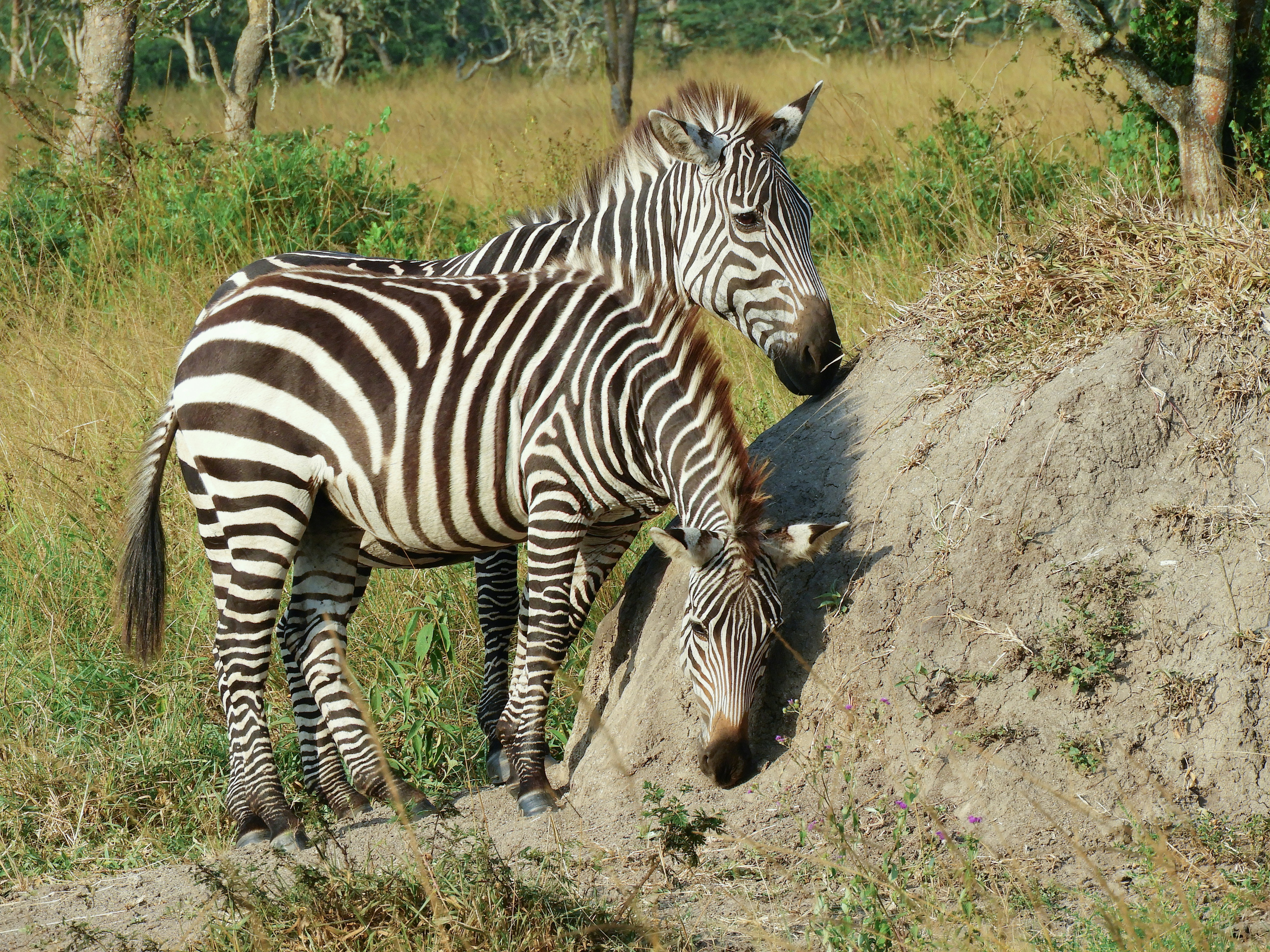 Two zebras grazing on a grassy hill.