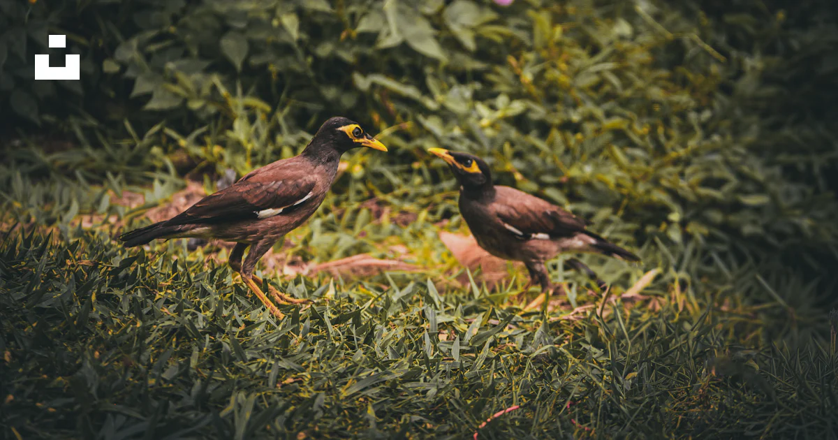 Two Myna Two myna birds stand on grassy ground. photo – Free Wildlife Image on ...