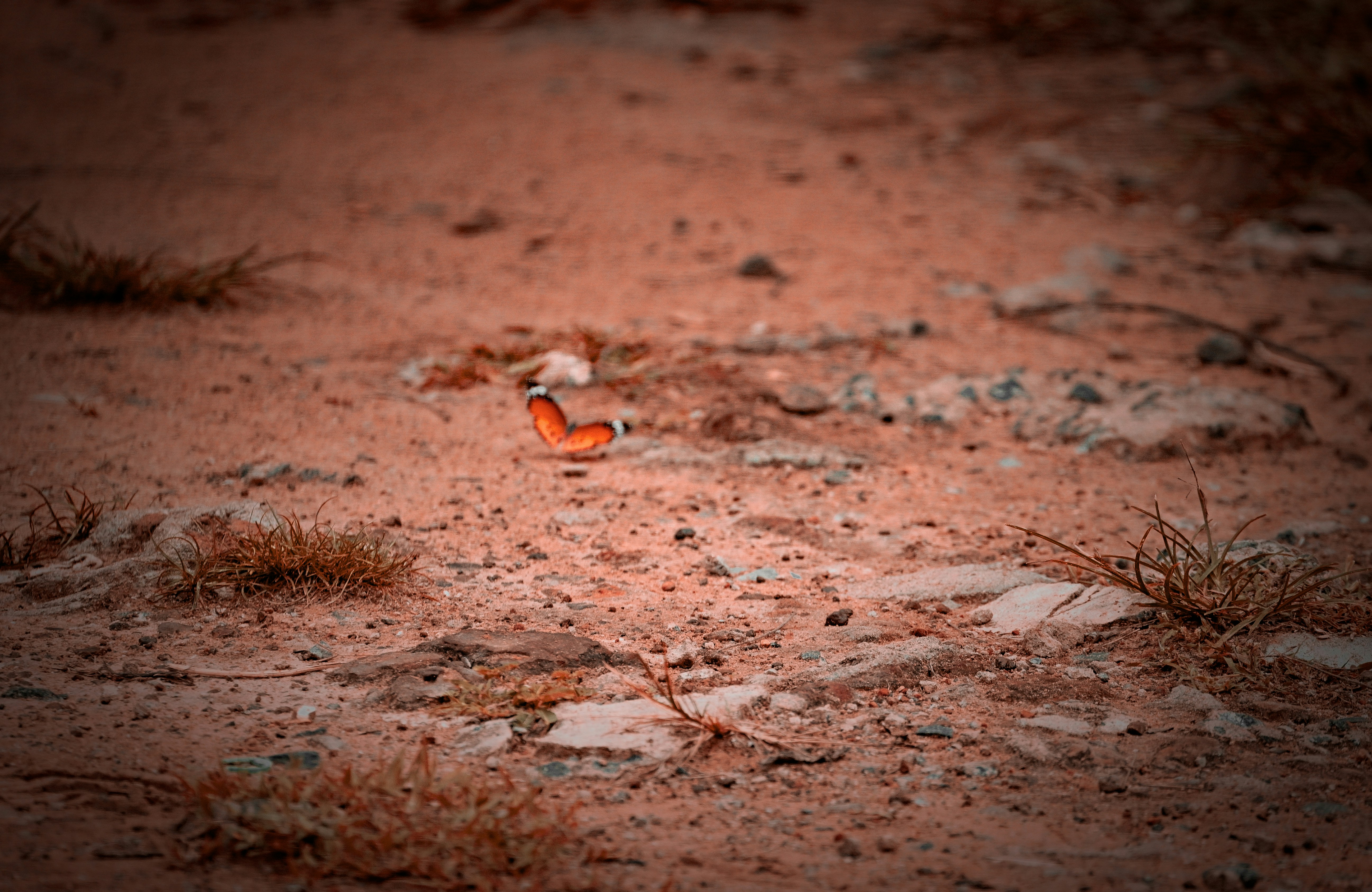 Photo by anoopvlenspoetry