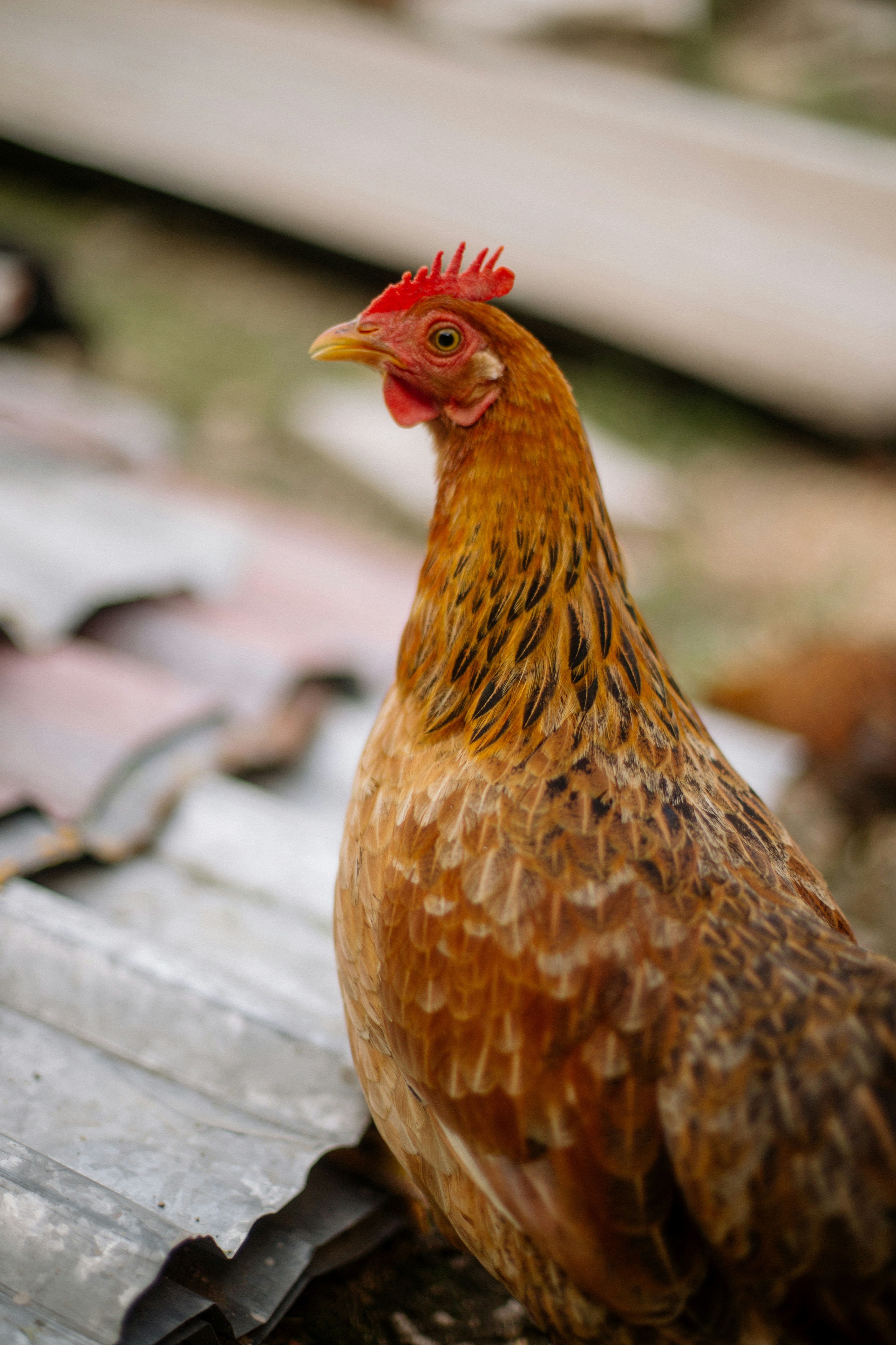 A brown hen with a red comb stands outdoors.