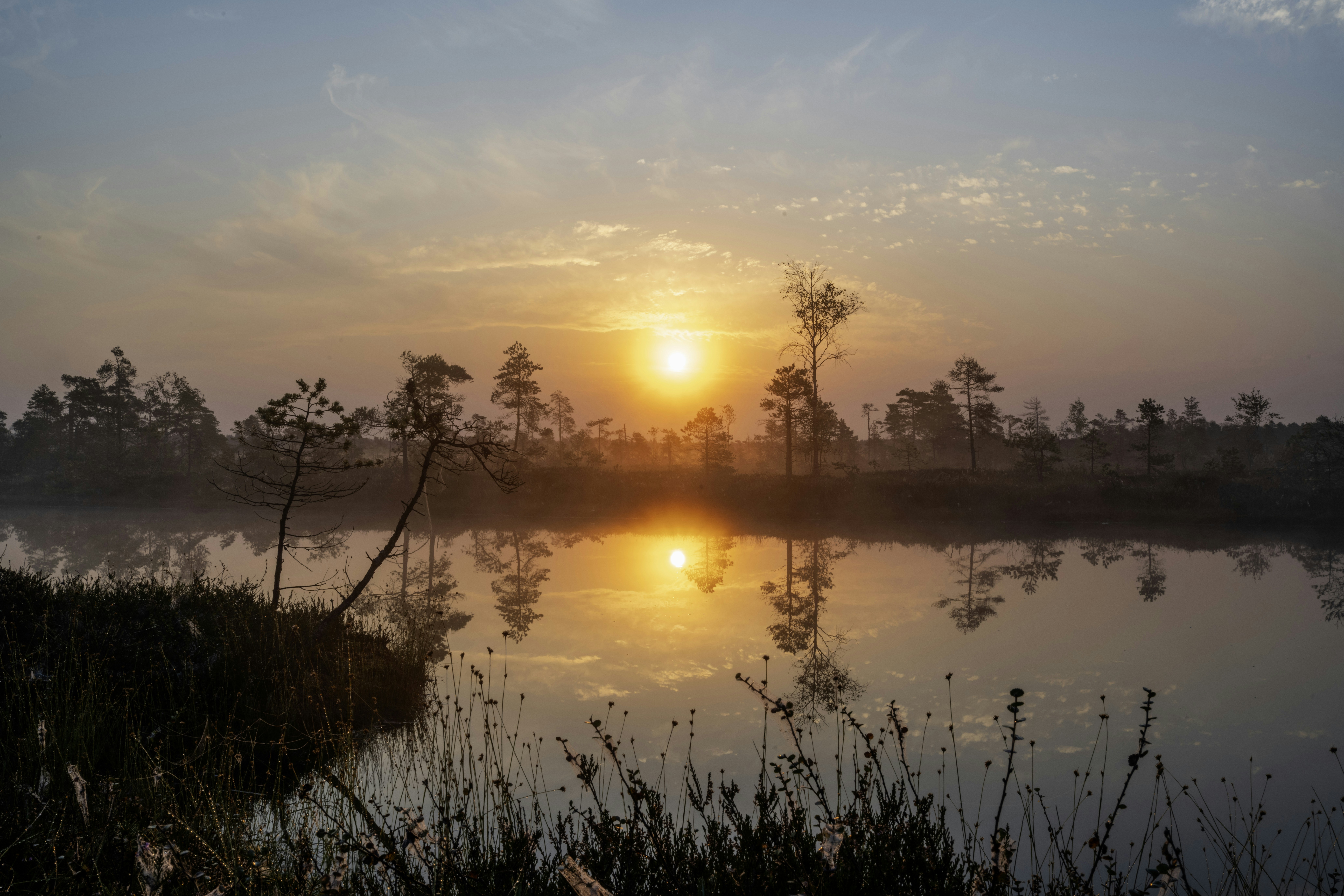 Восход солнца над туманным болотом