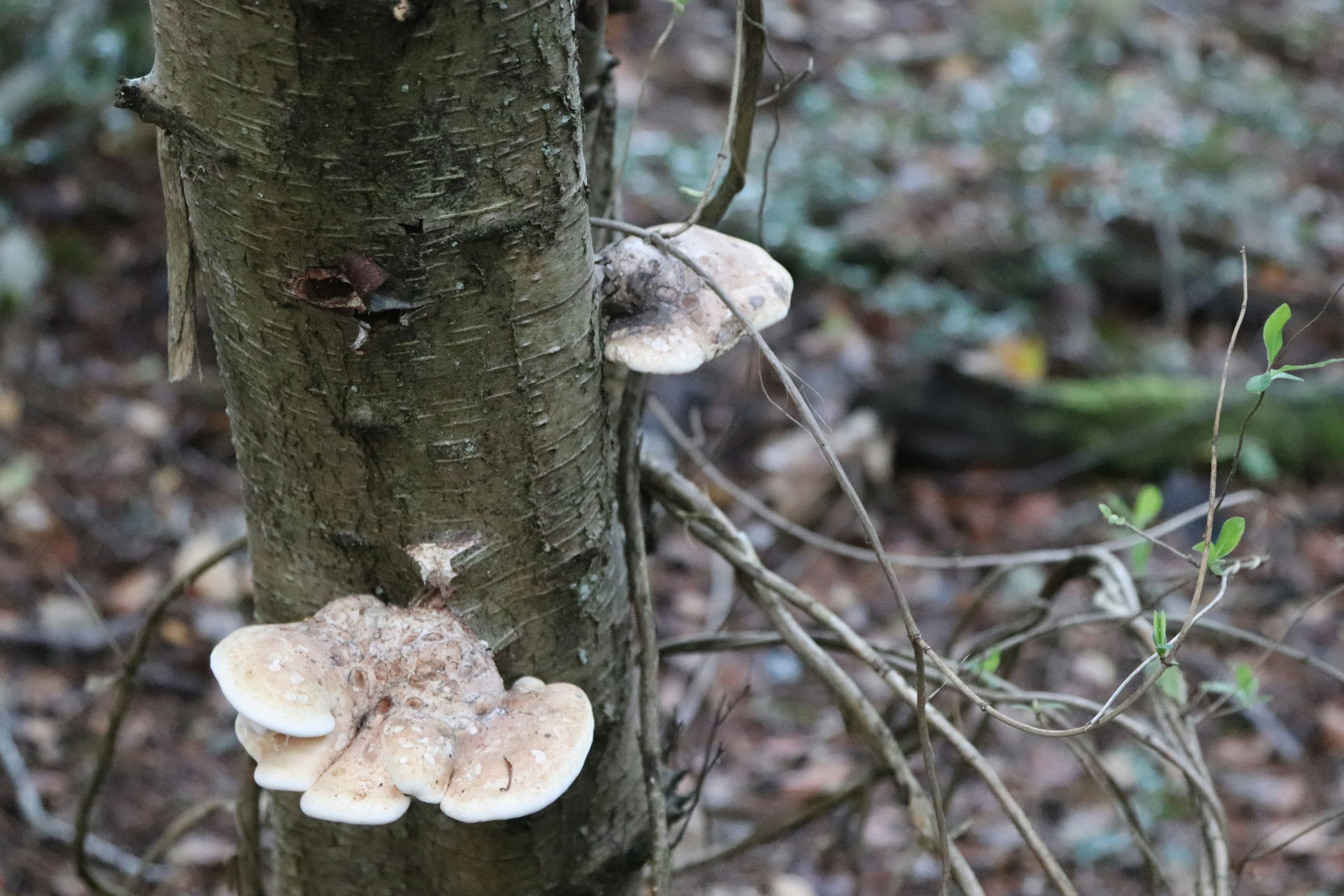 Photo by tanyabarrow