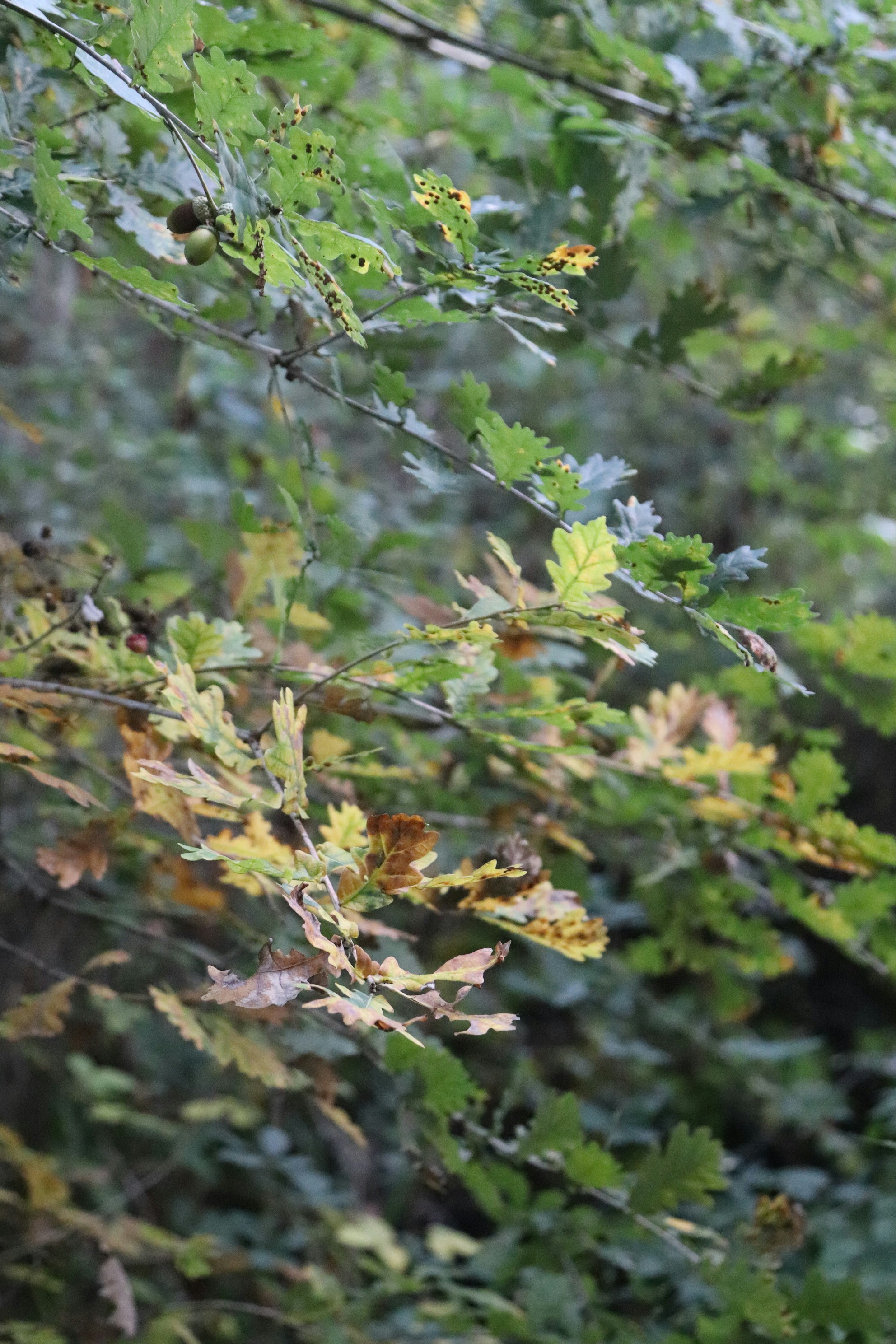 Photo by tanyabarrow