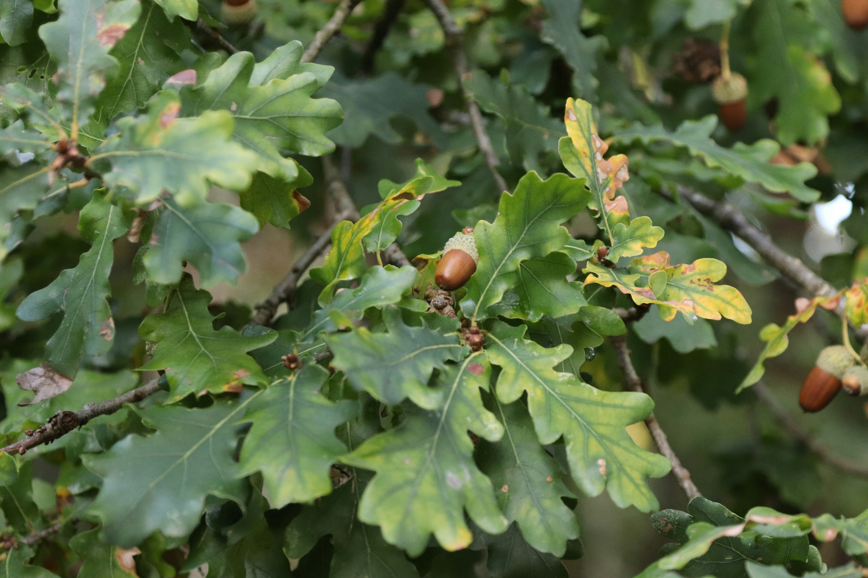 Photo by tanyabarrow