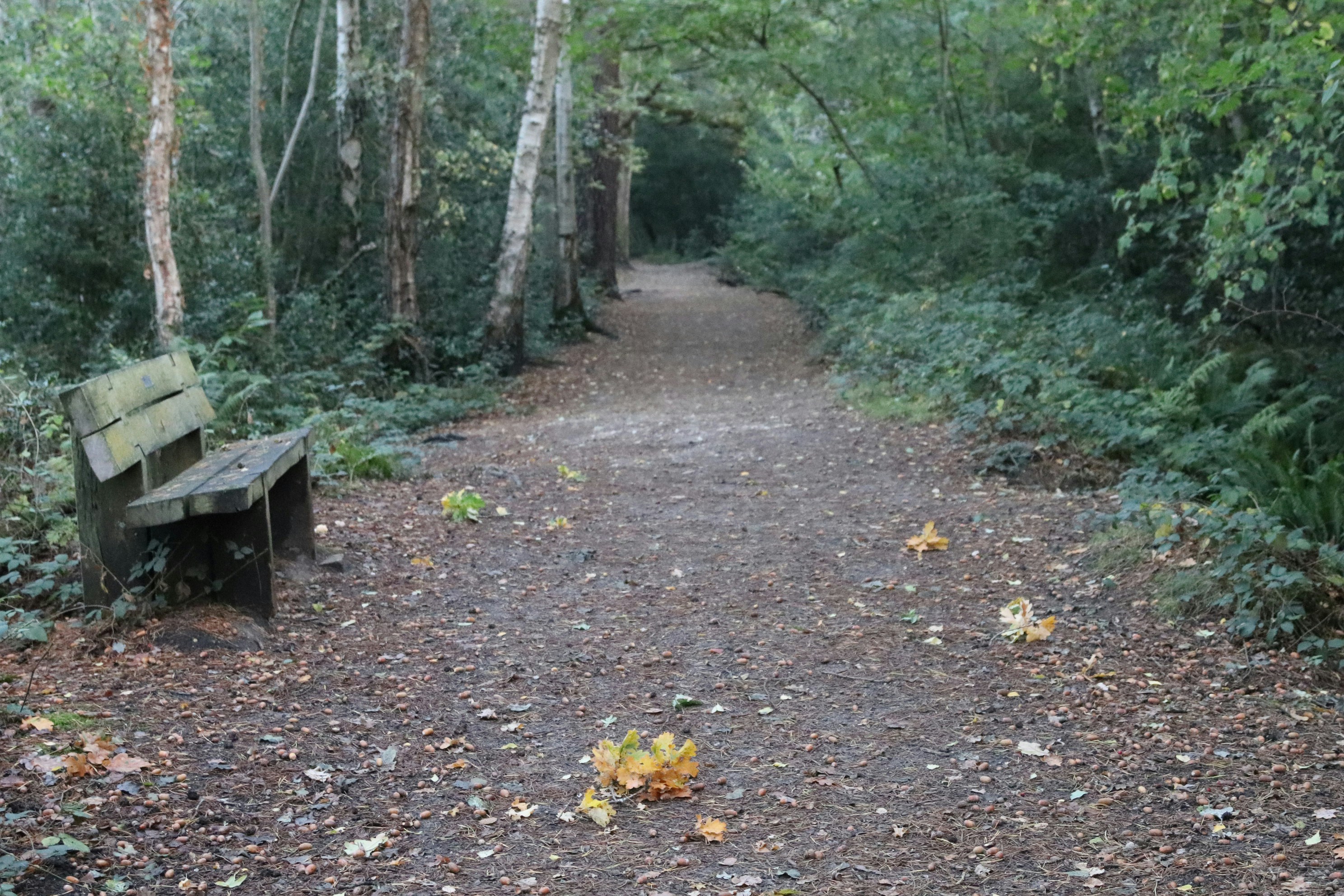 Wooden bench beside a gravel bush path