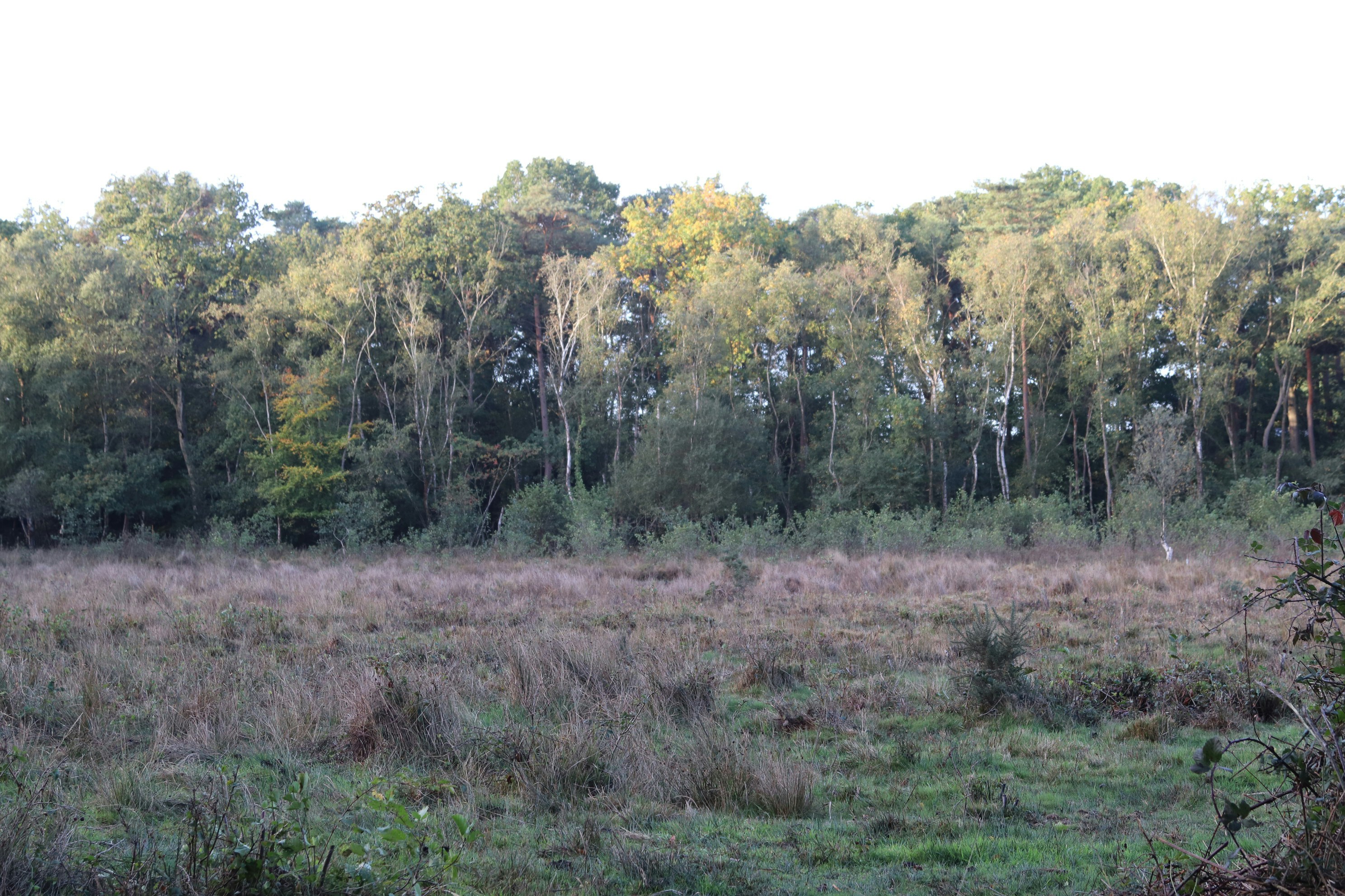 Land Improvement | Blizzard Management Plus's image