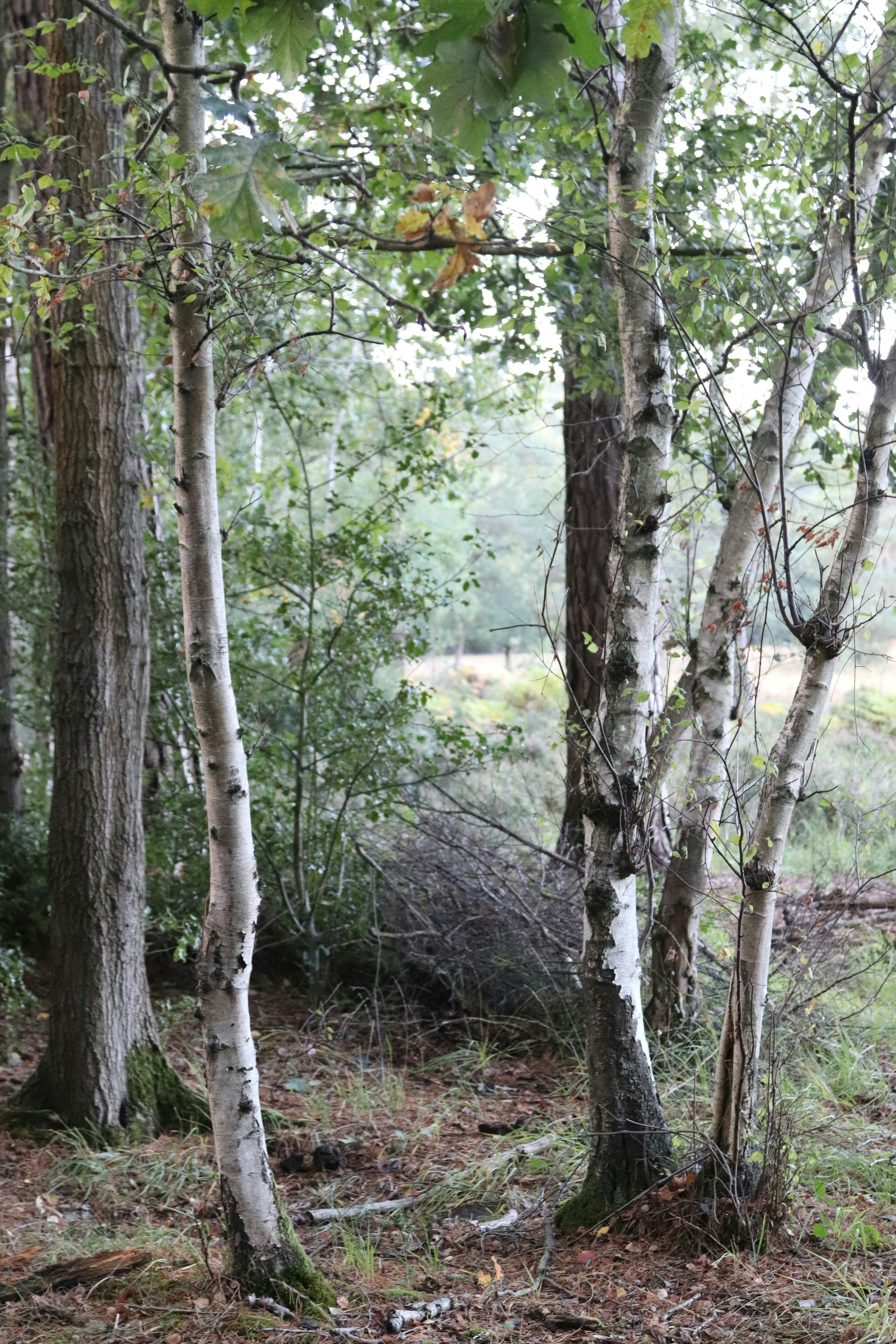 Photo by tanyabarrow