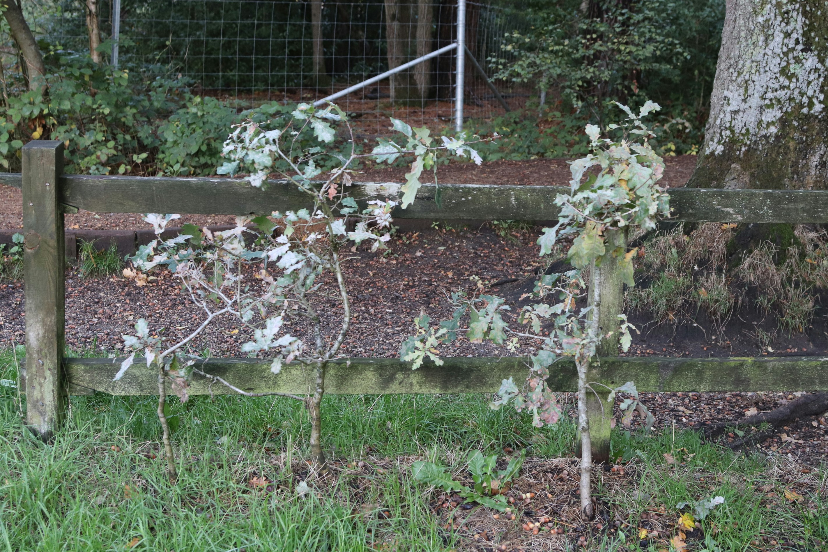 Pruning shears cutting a tree branch.