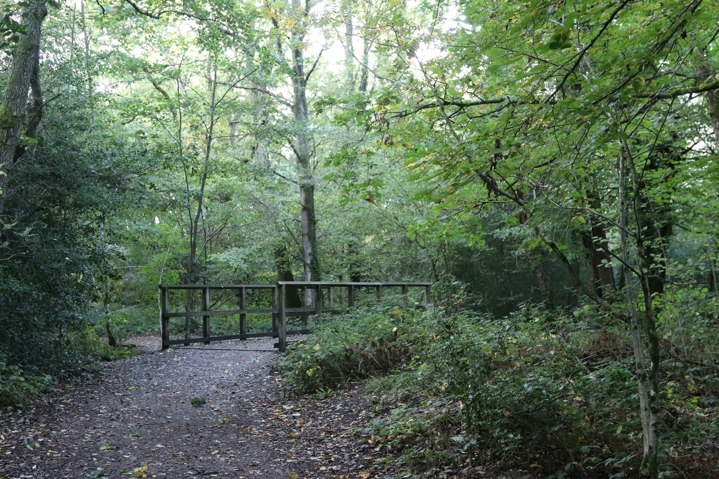 森の中の小川に架かる木製の橋の写真 – Unsplashの冬の無料画像